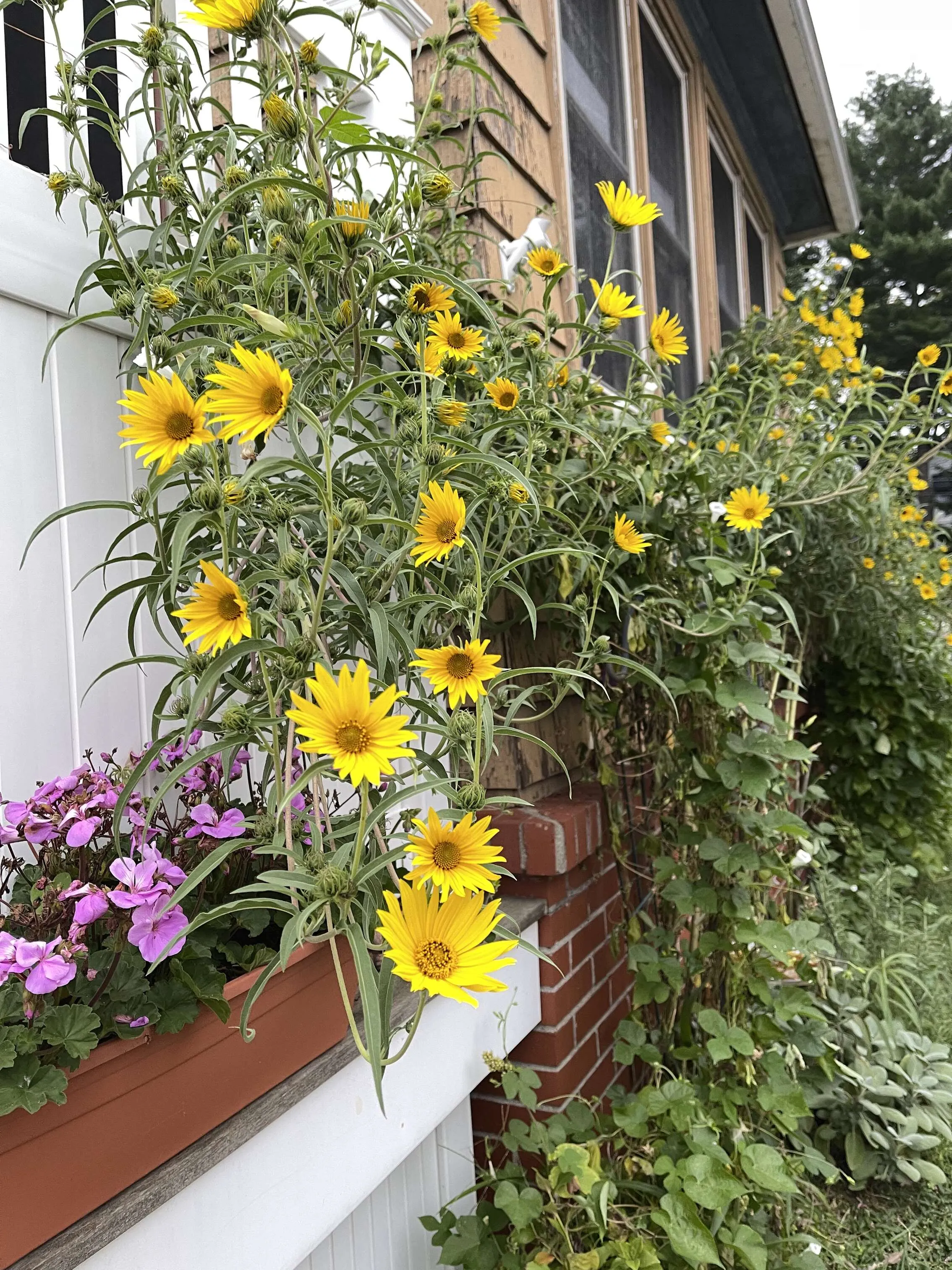 Bee Heaven