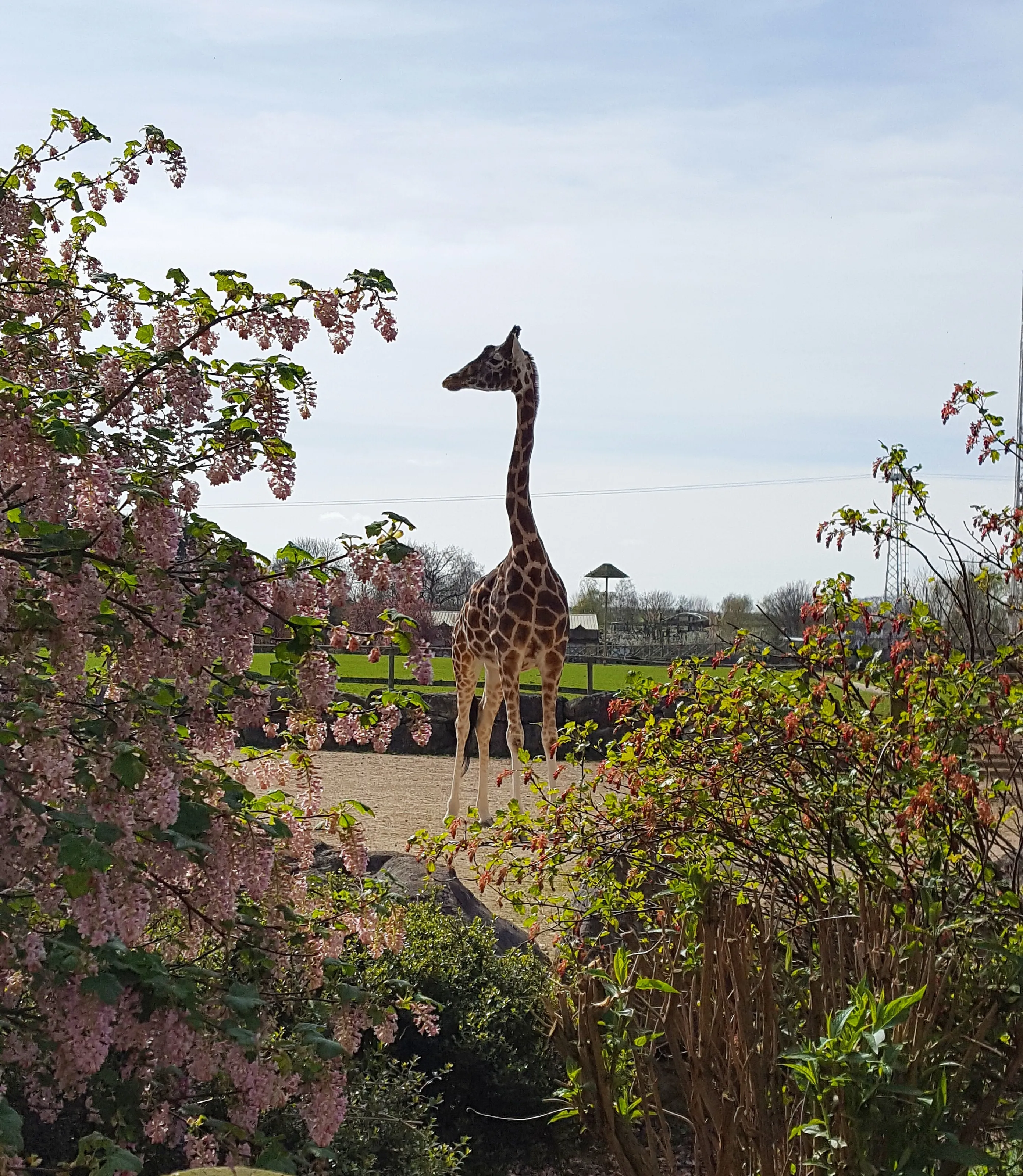 Giraffe