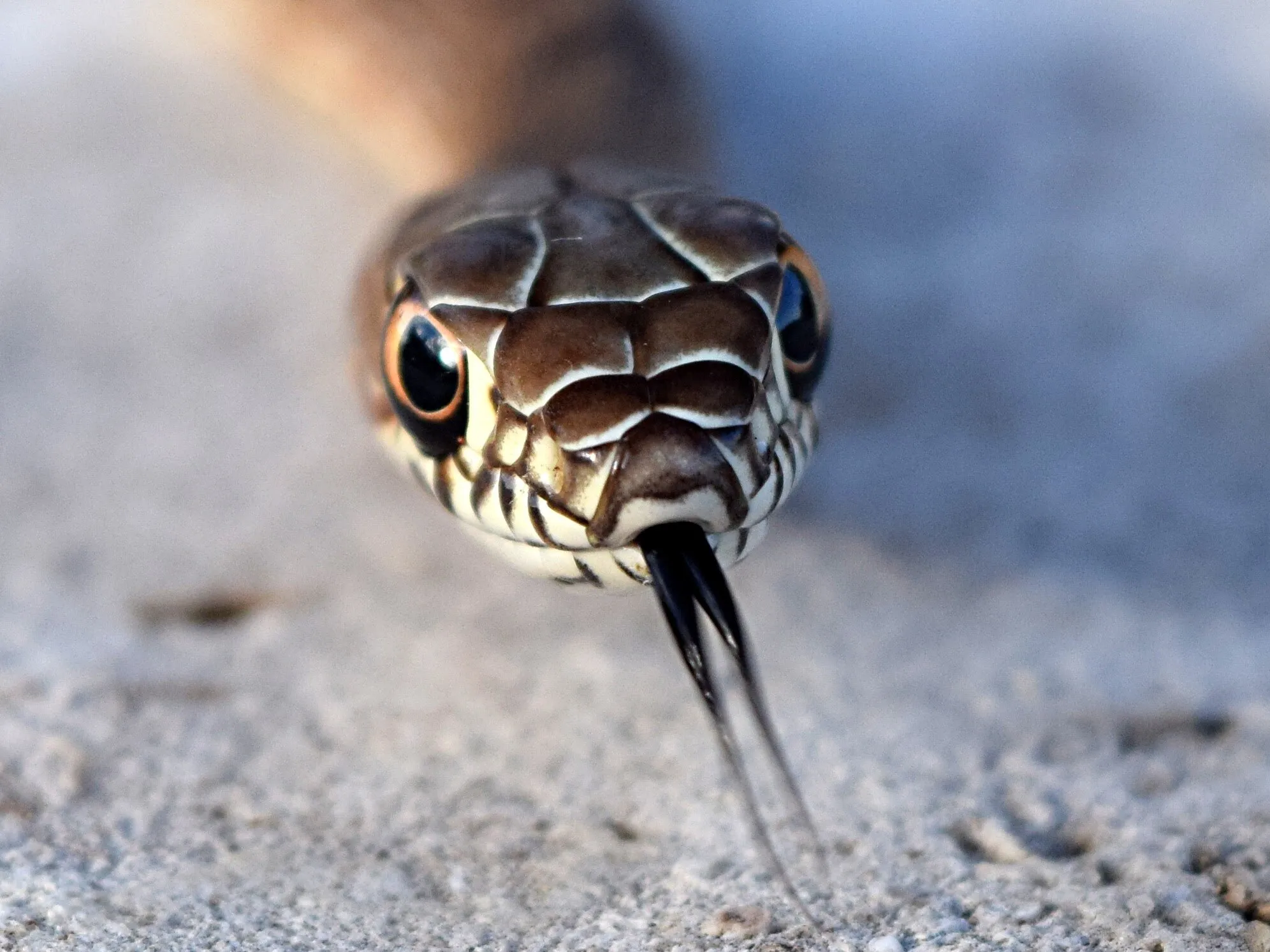 Juvenile Coachwhip