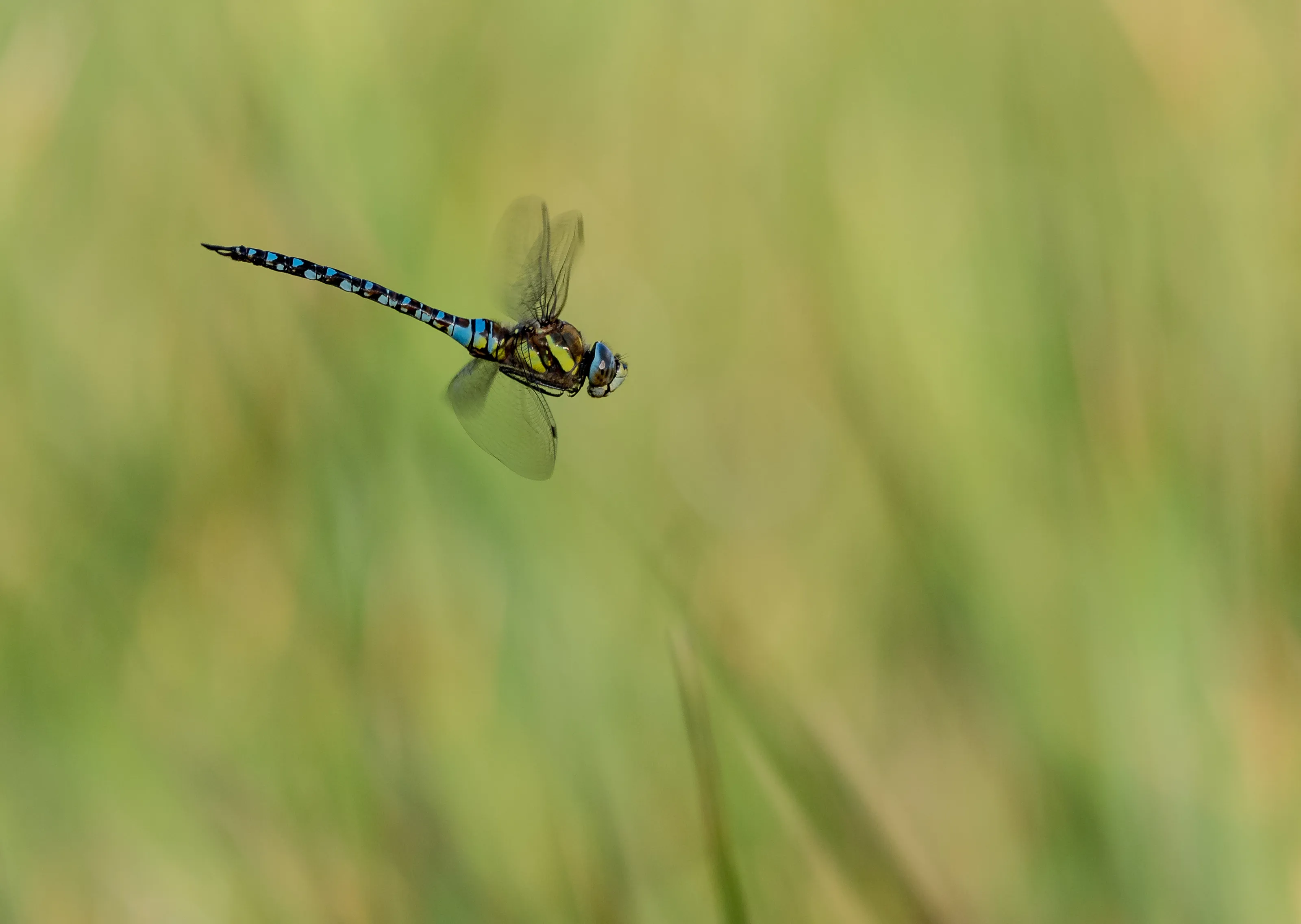 Flight of the dragonfly