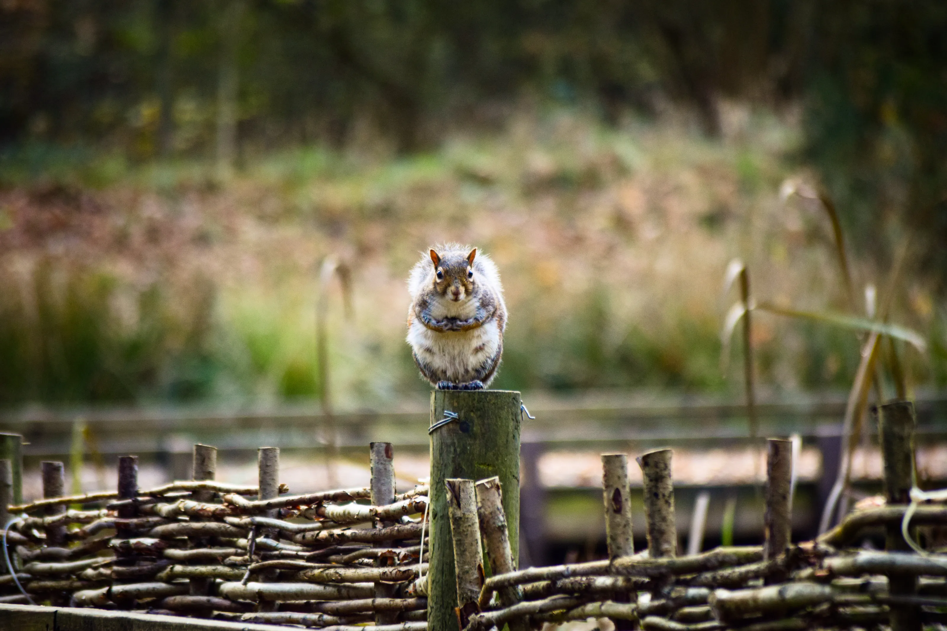 Squirrel