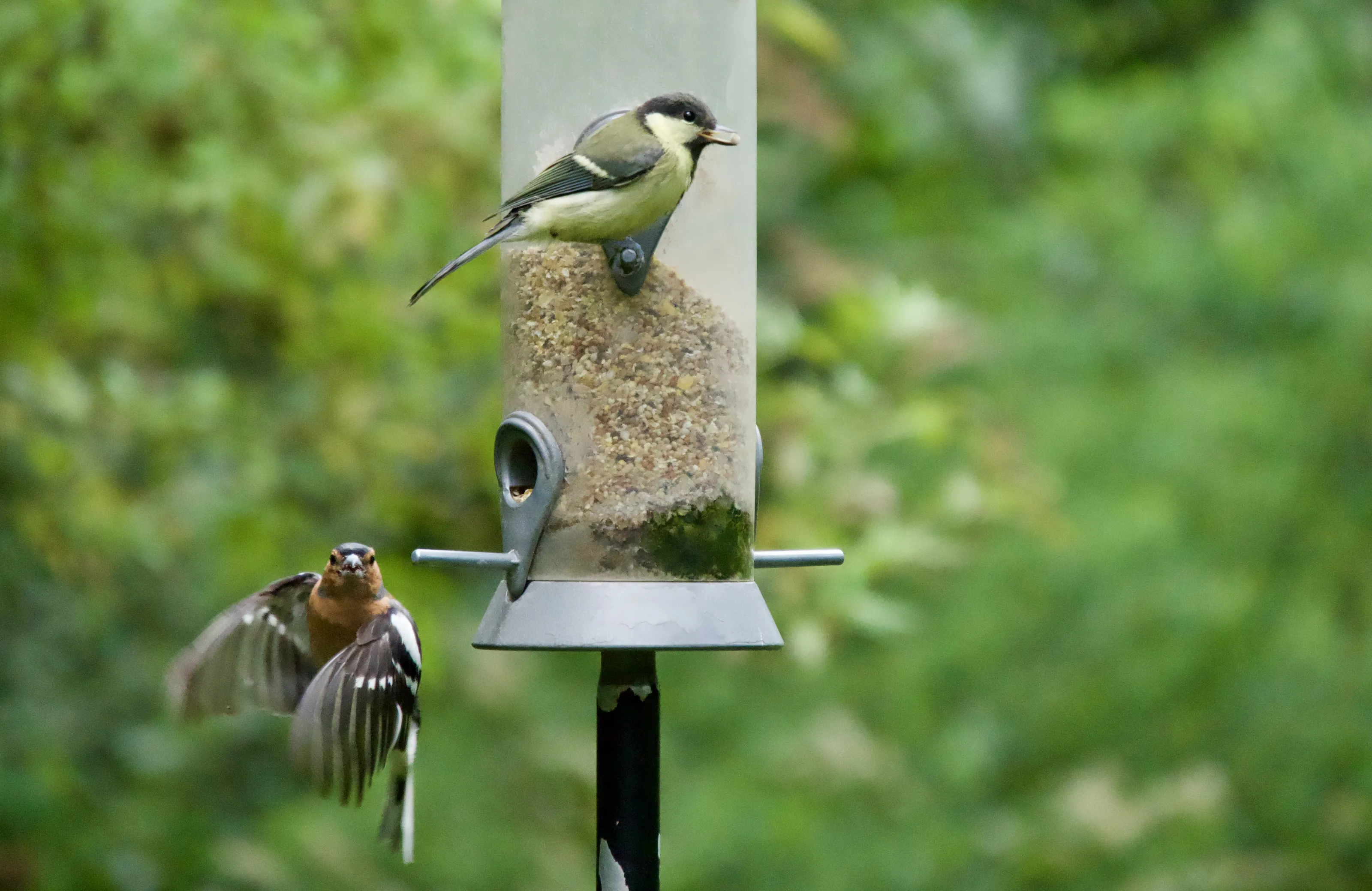 Landing for lunch