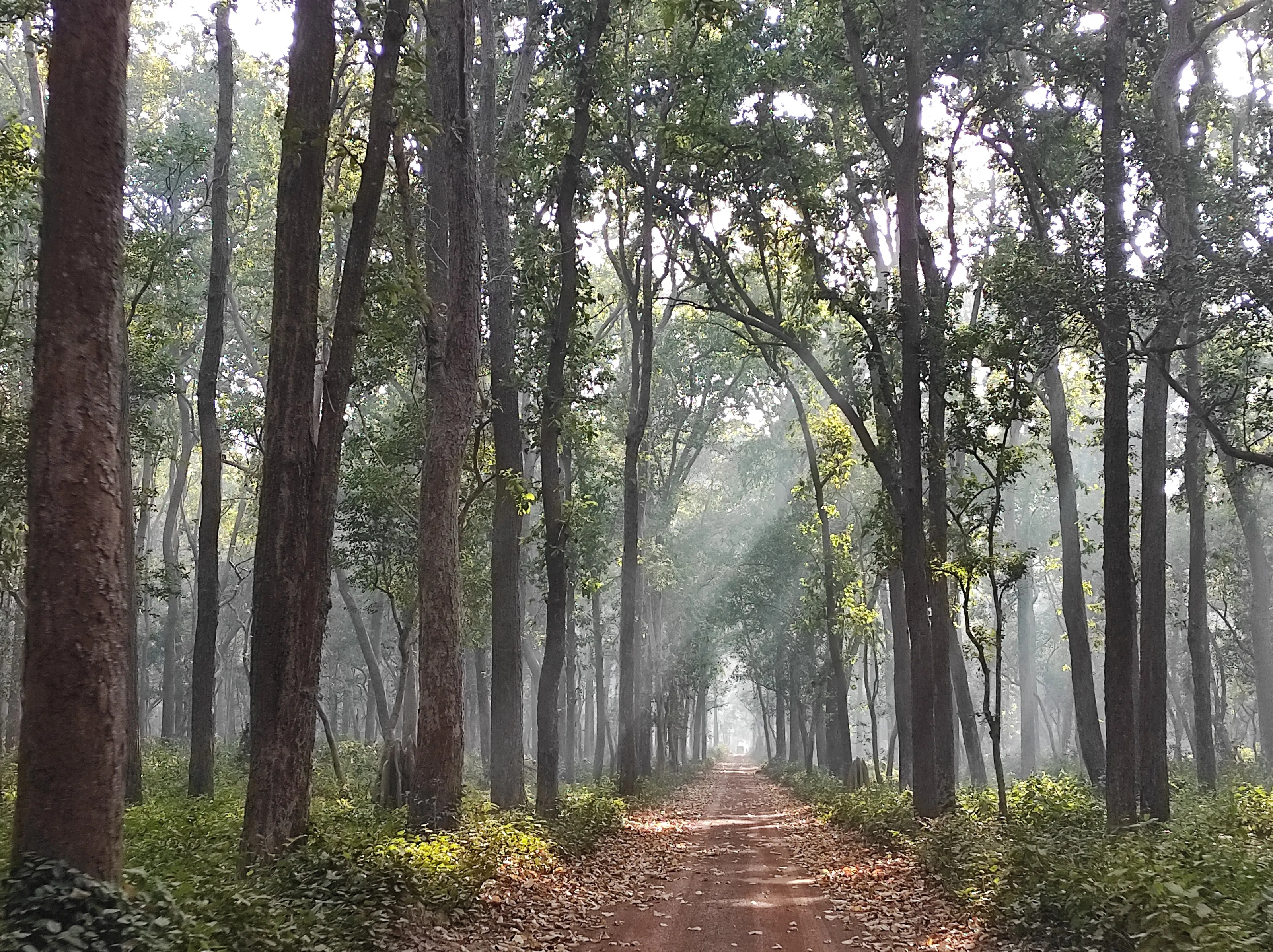Jungle Woods