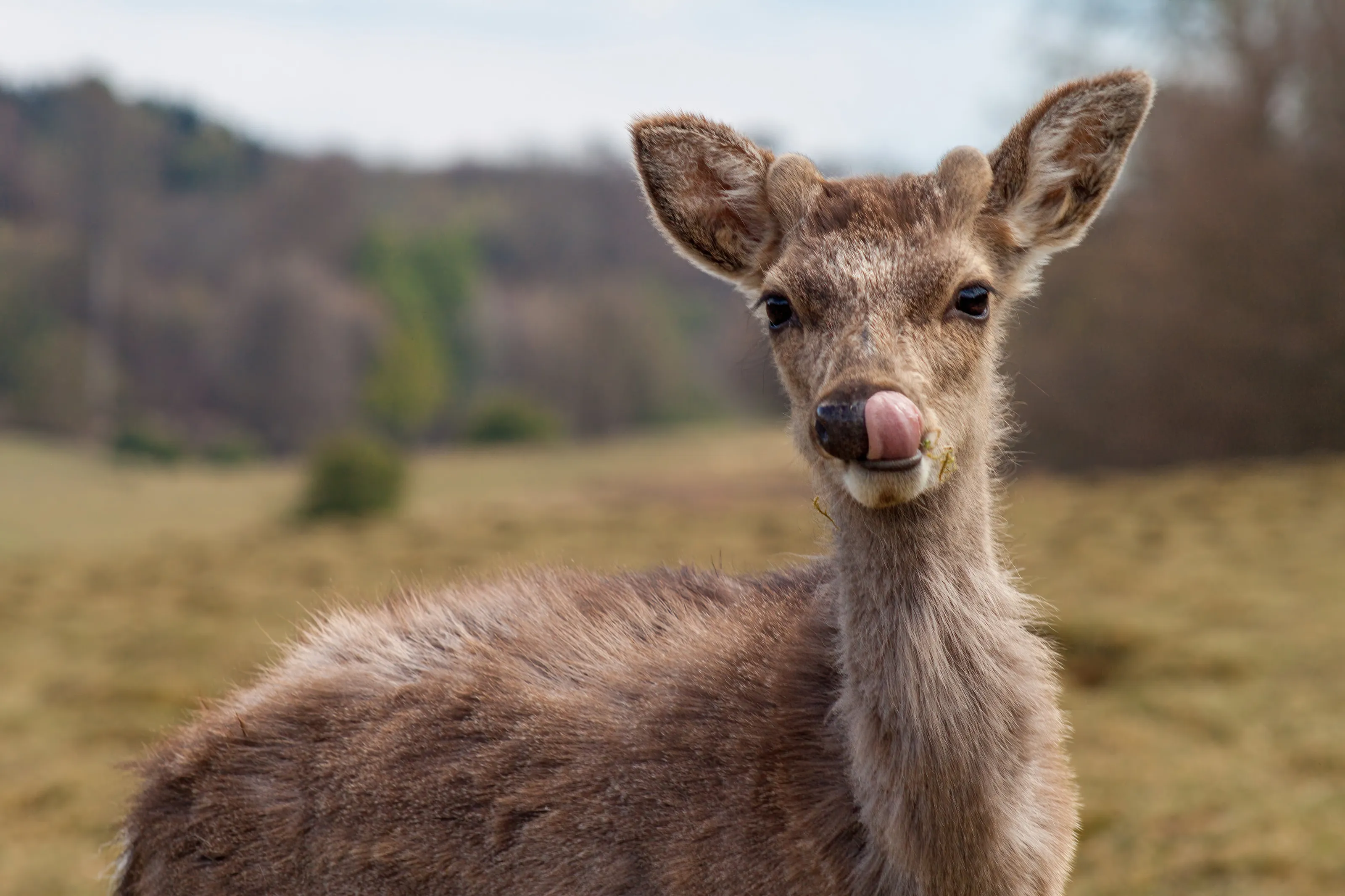Oh deer! You caught me