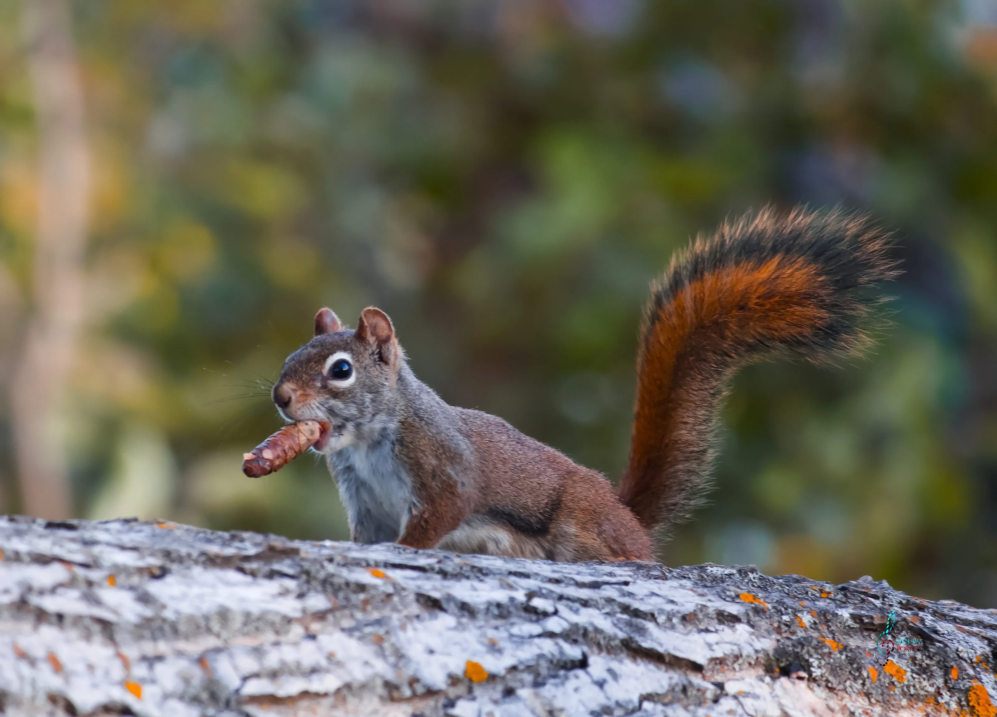“Did someone say FOOD?”🐿