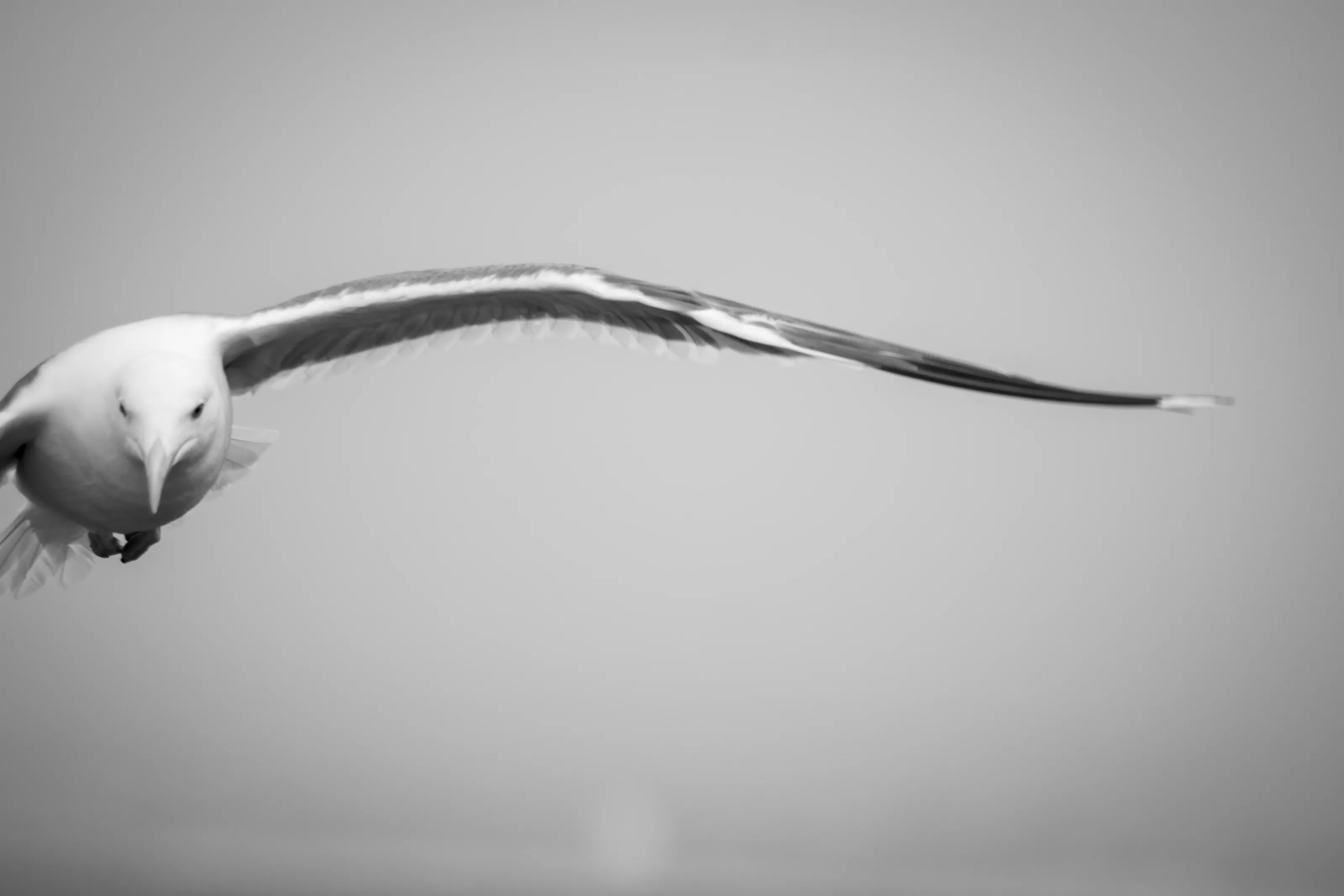 California Gull in Flight