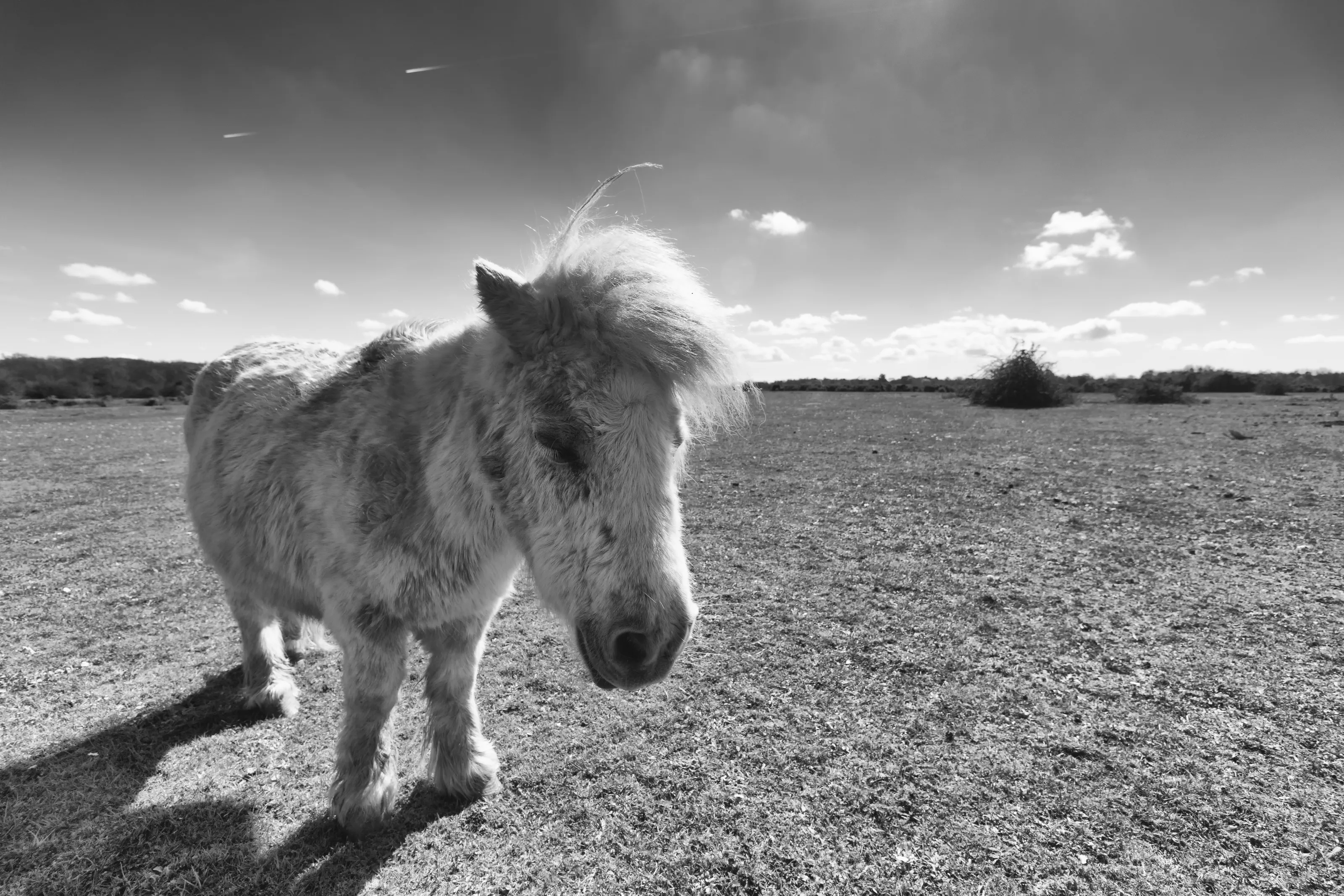 New Forest Pony