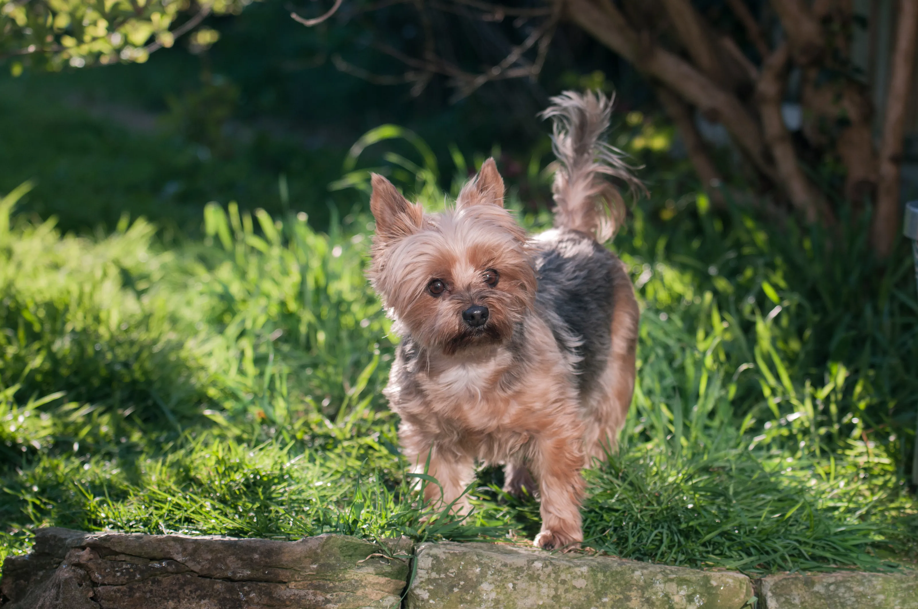 Lulu - Yorkshire Terrier