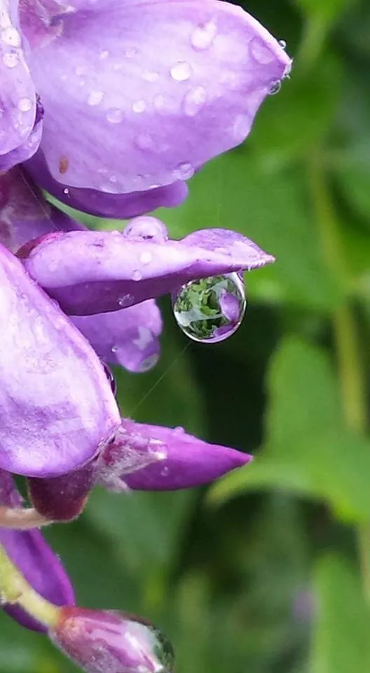 Dew drop