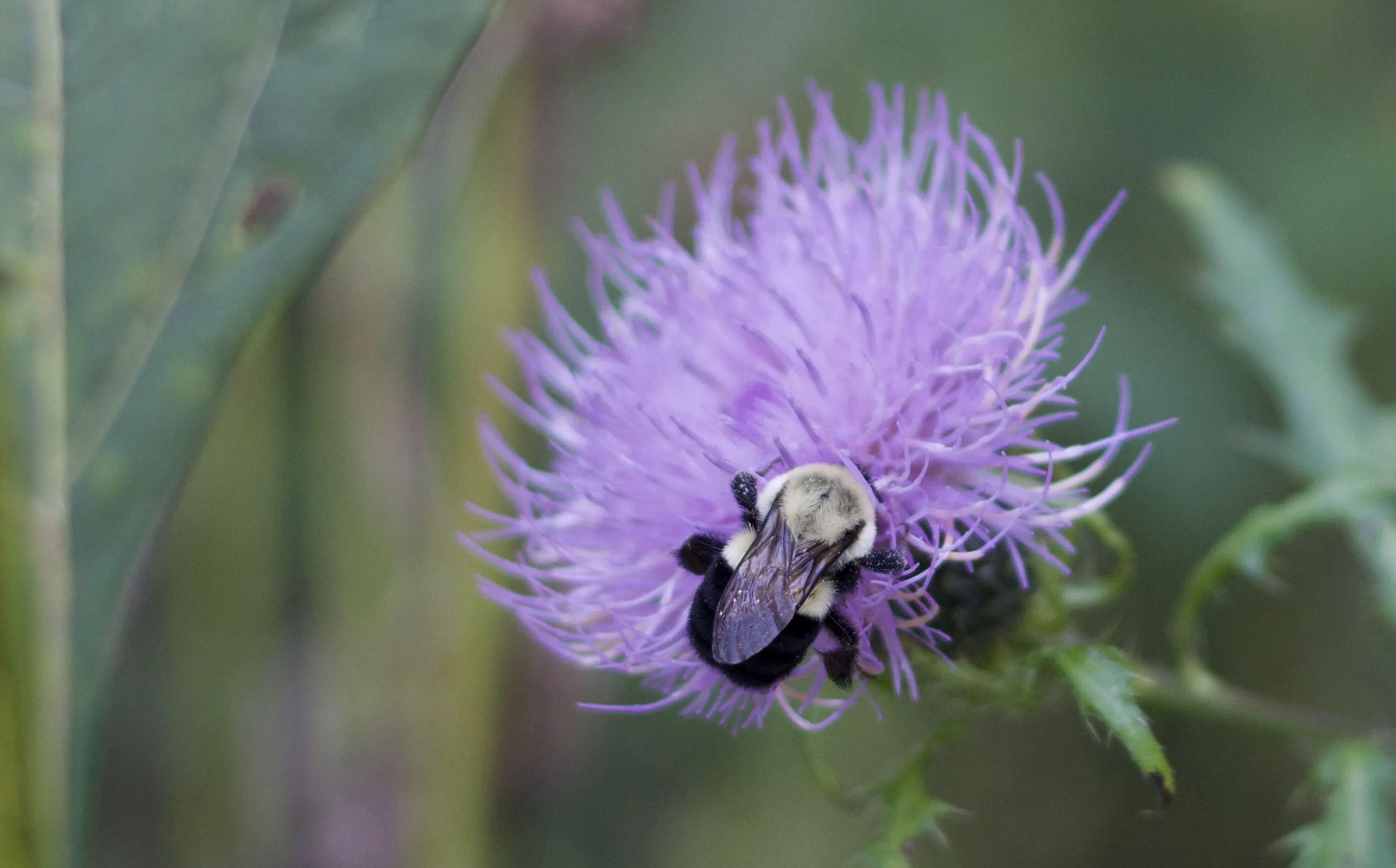 Closeup of Purple Flower with Bumblebee