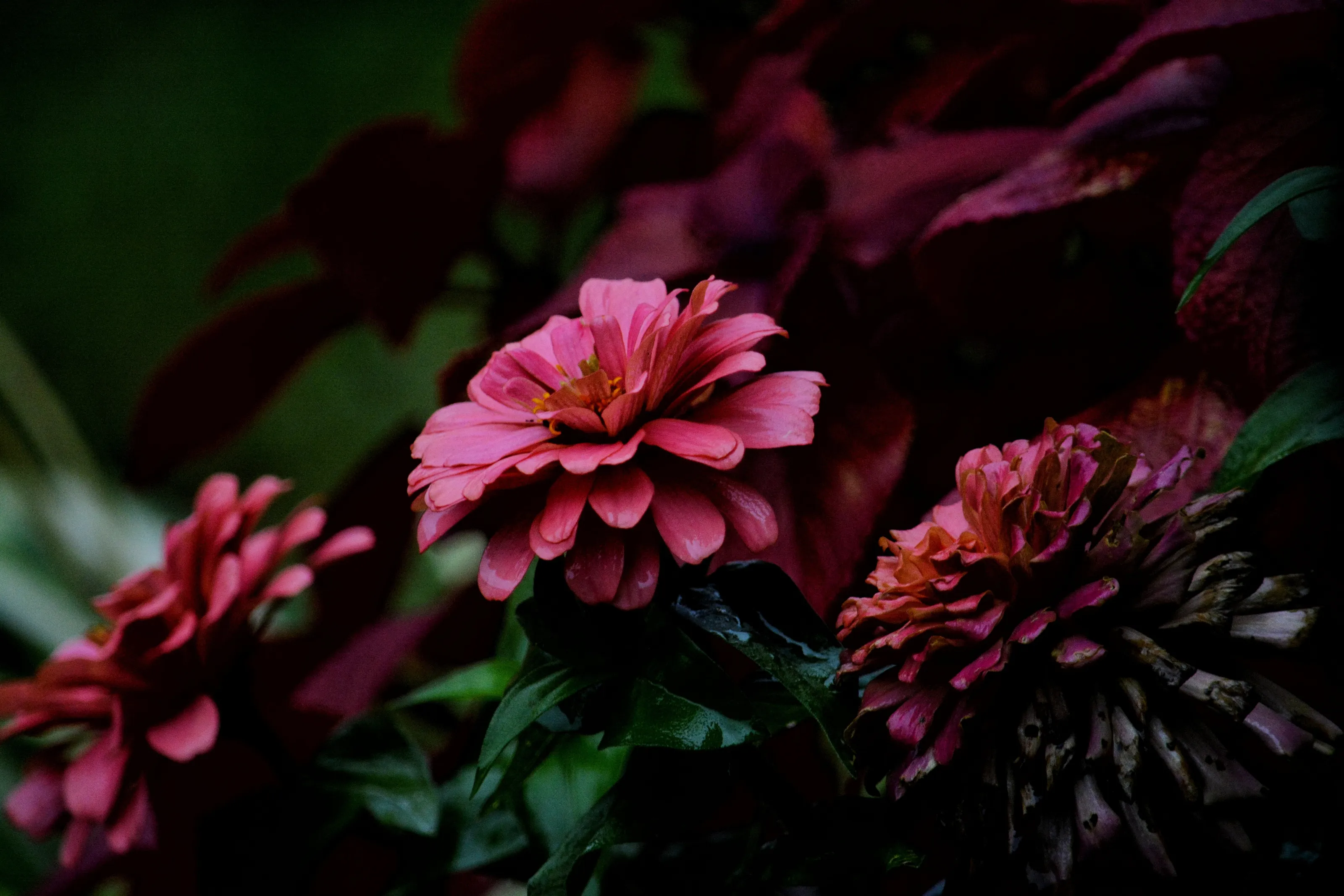 Banner image