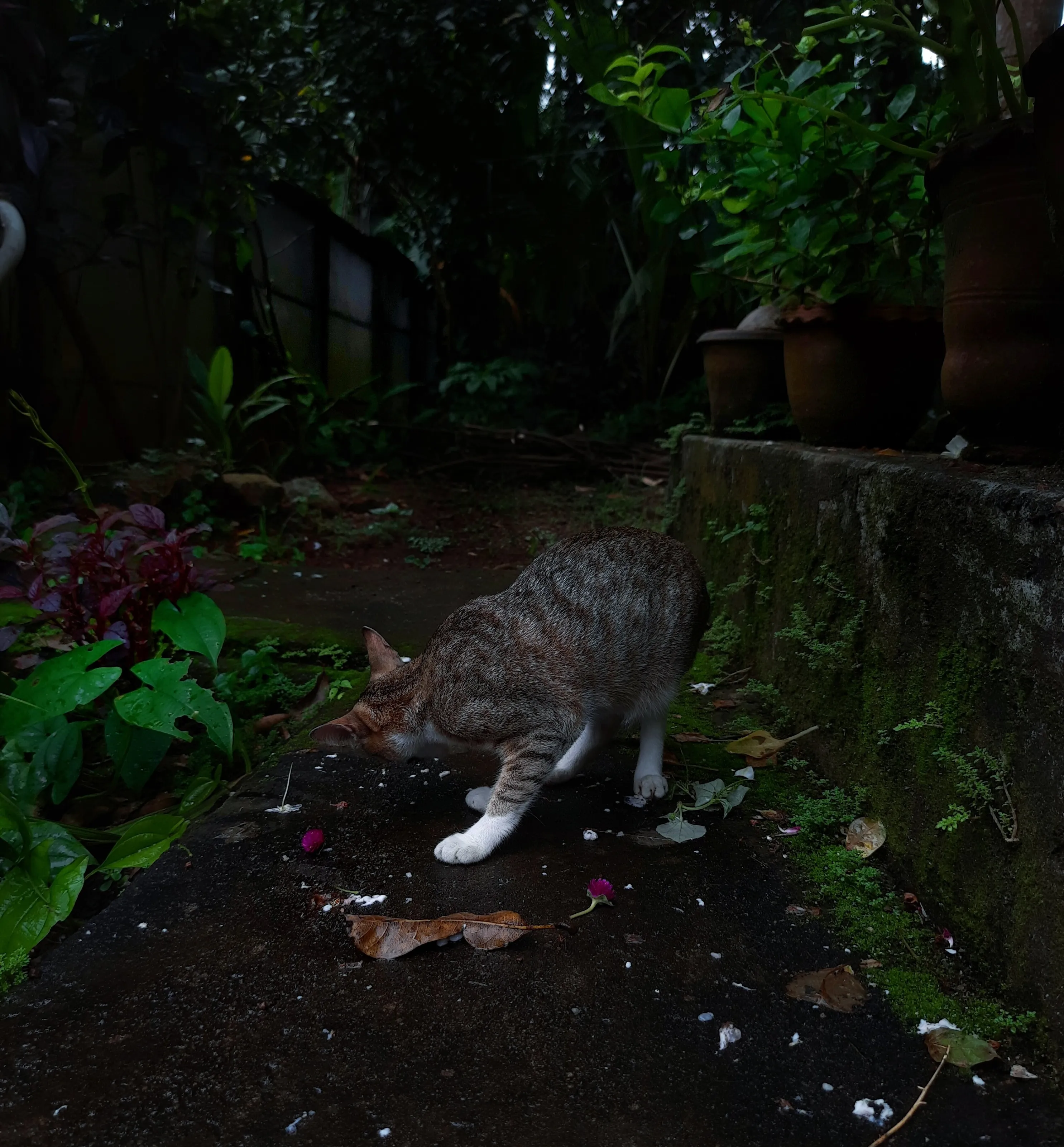 The cat