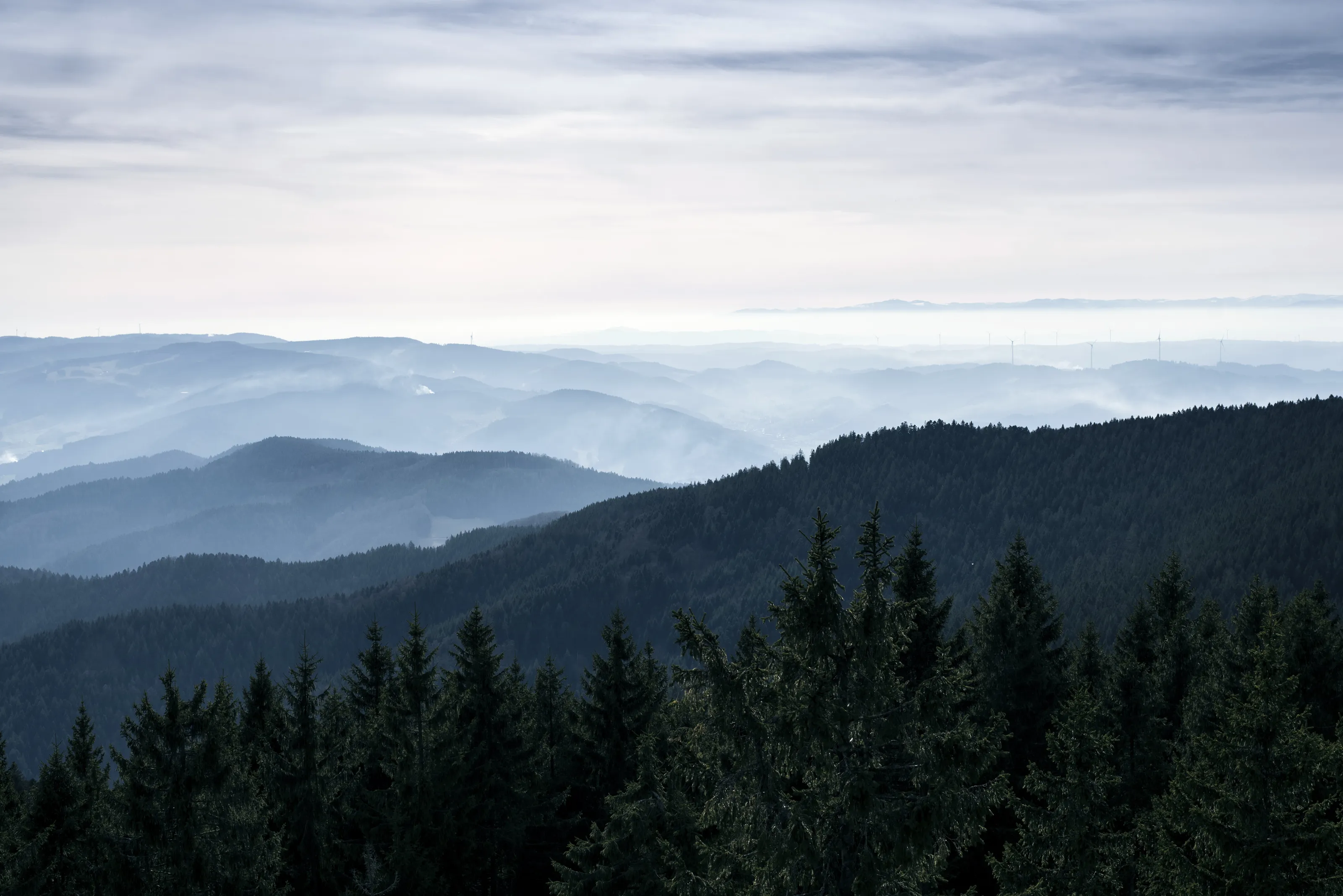 Black Forest.