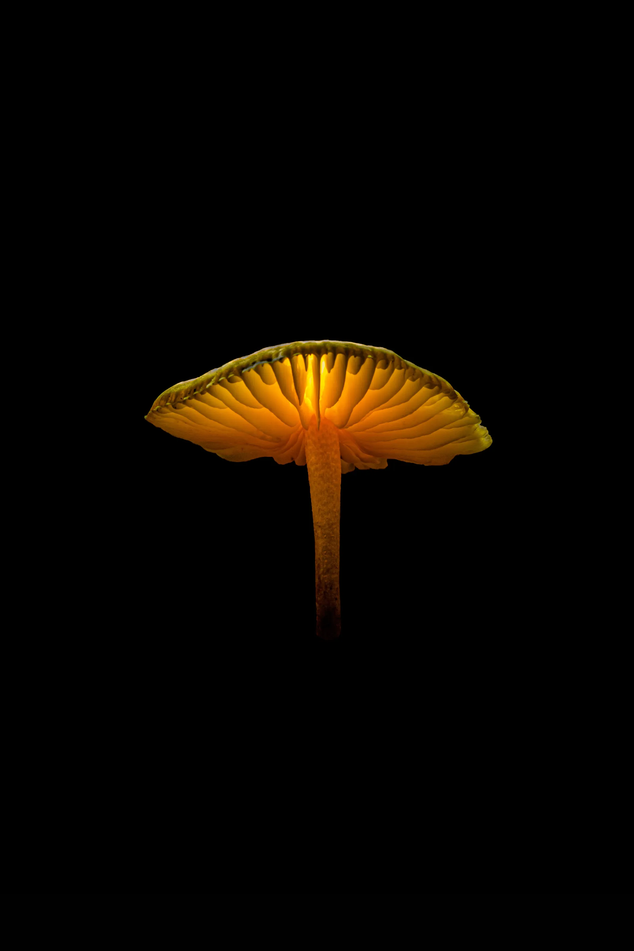 Mushroom