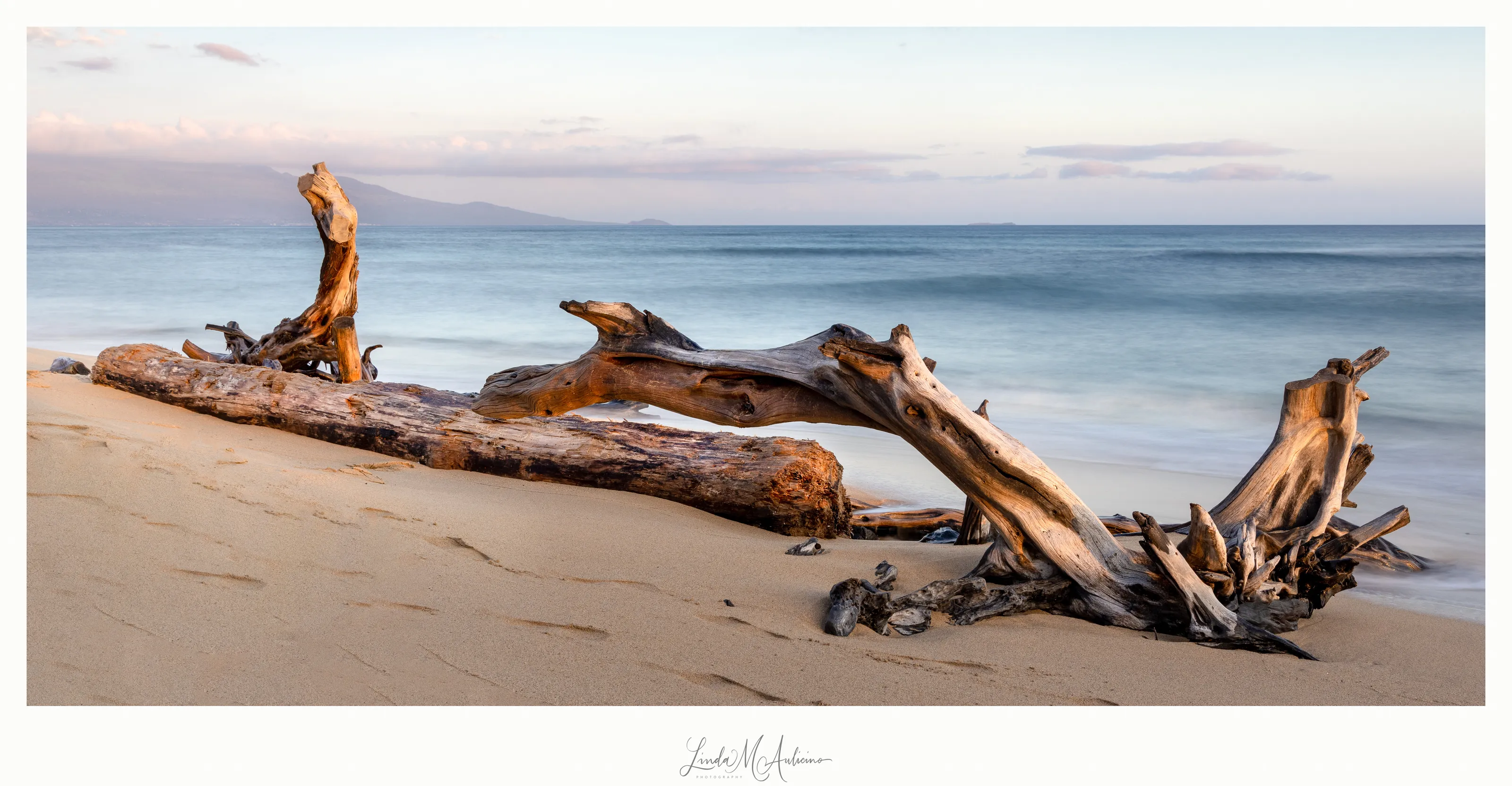 Driftwood in Sunlight