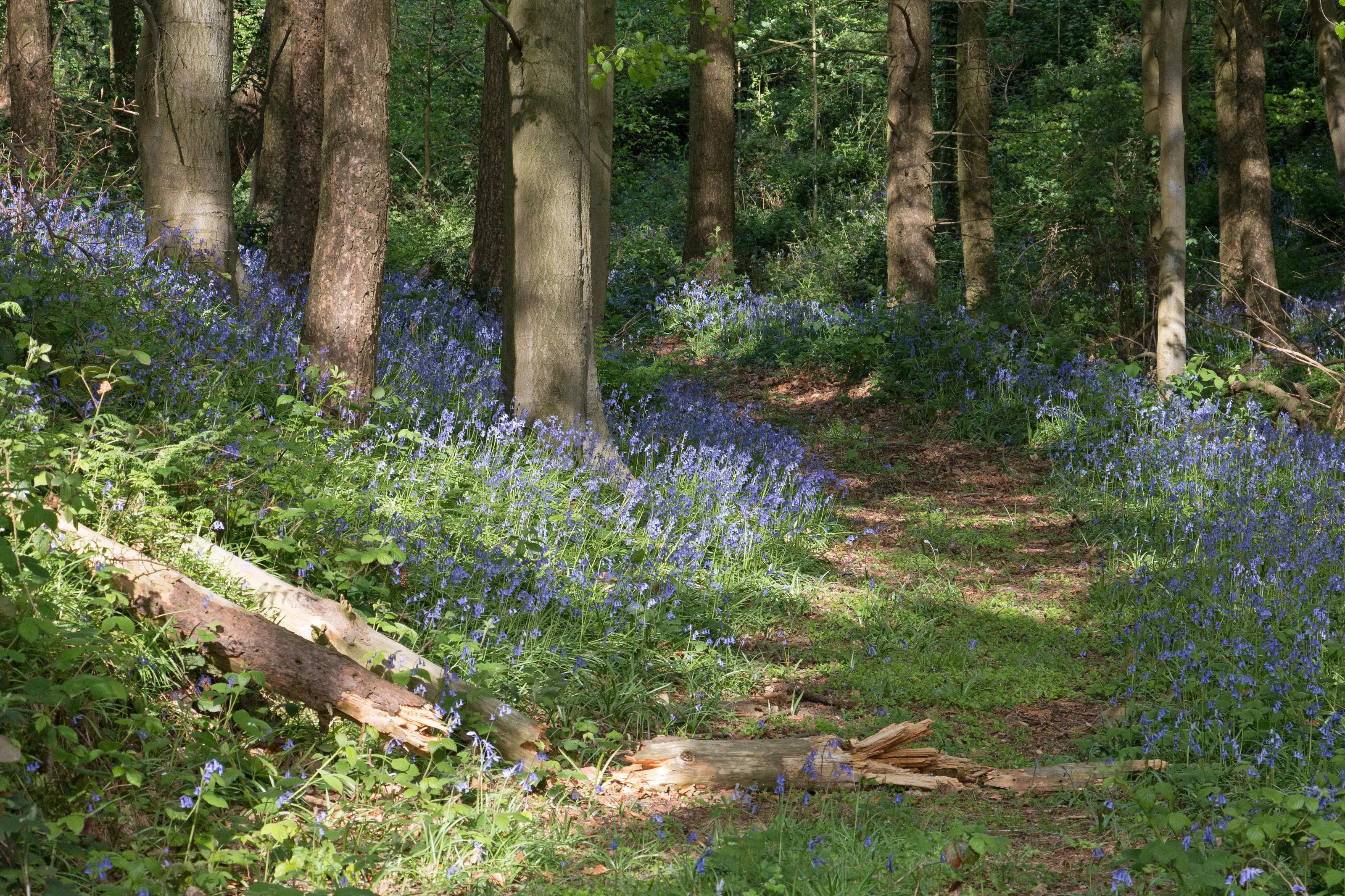 Bluebell Wood in Spring