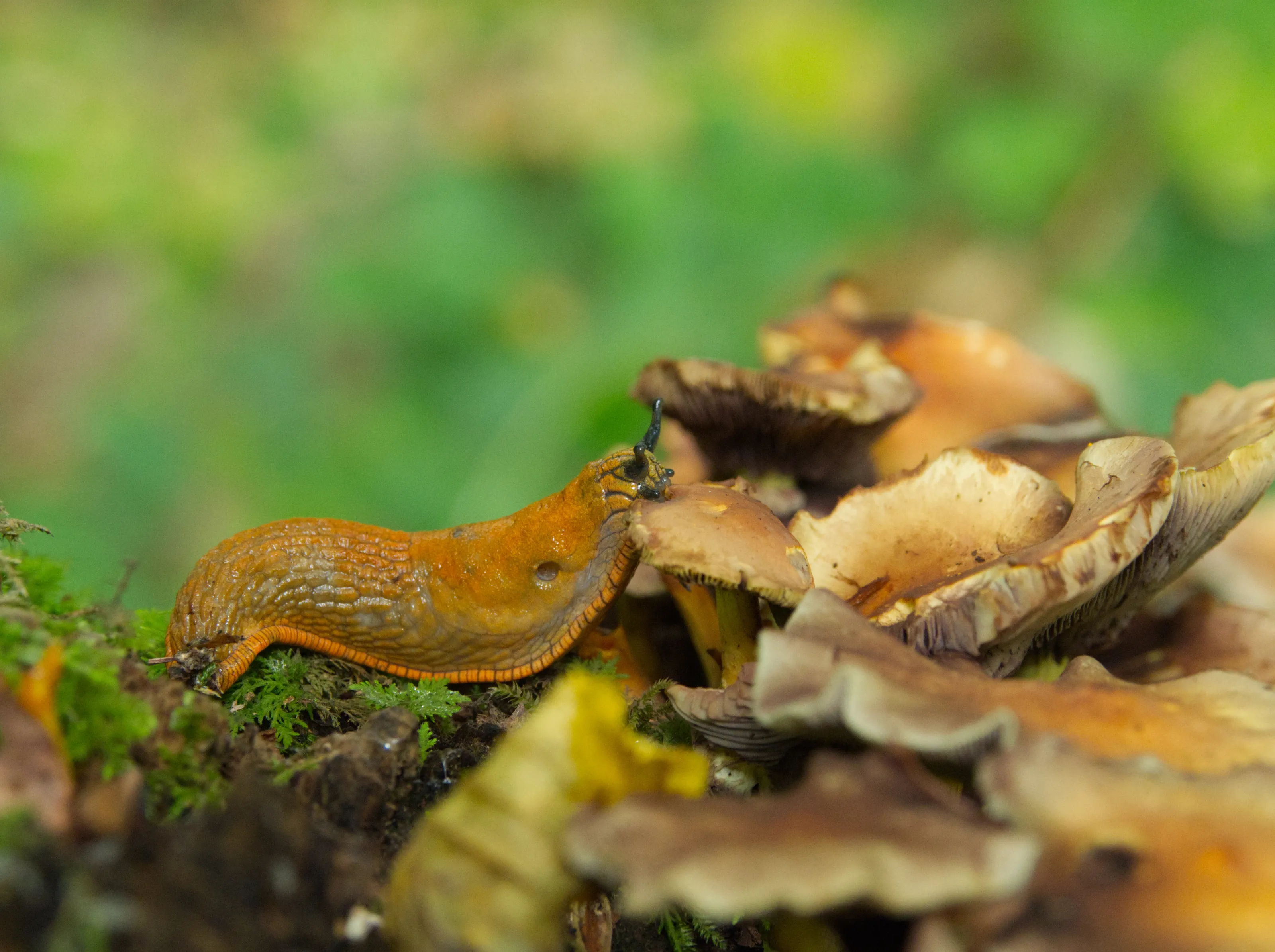 Pilz