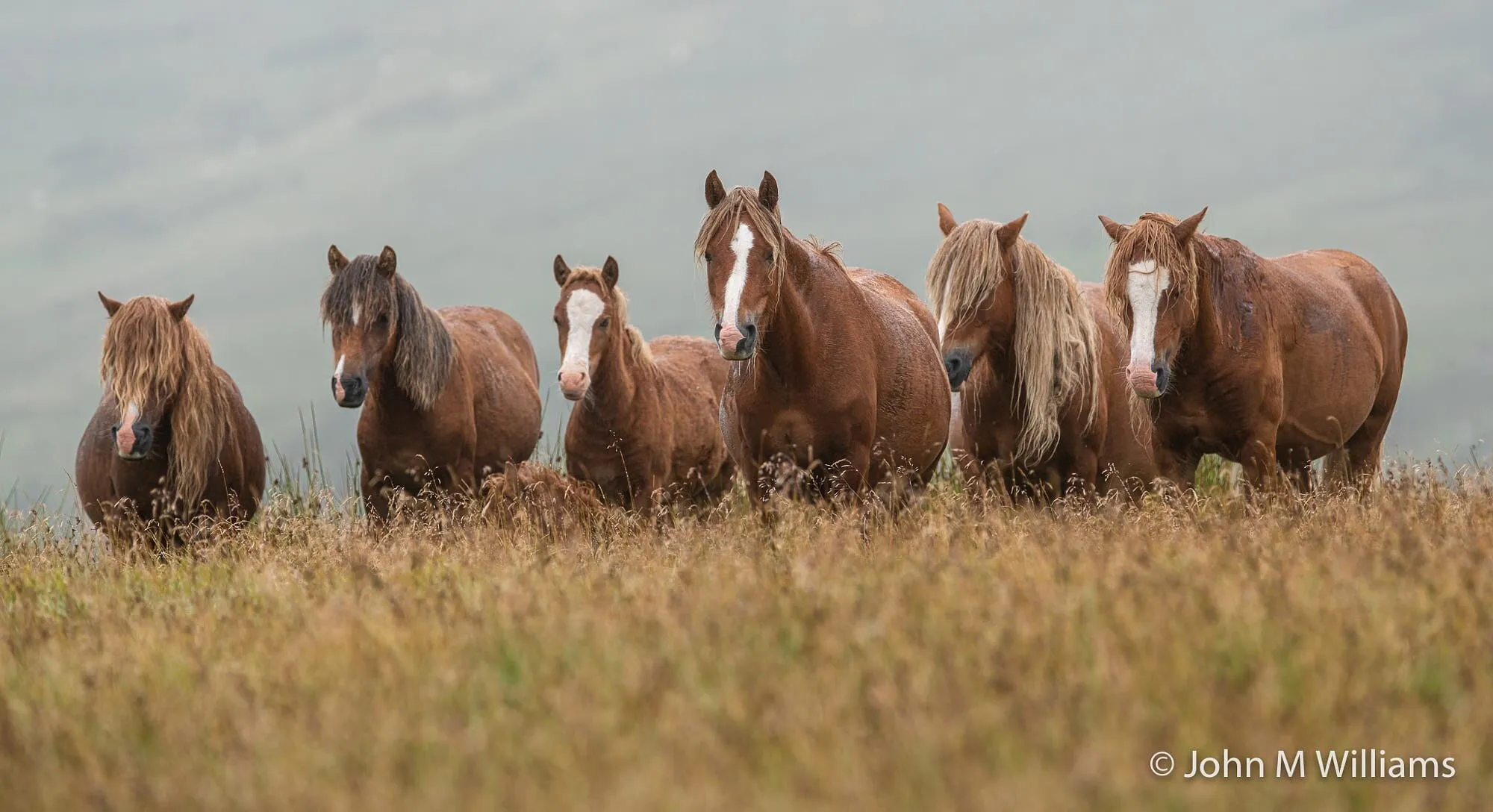 The Herd