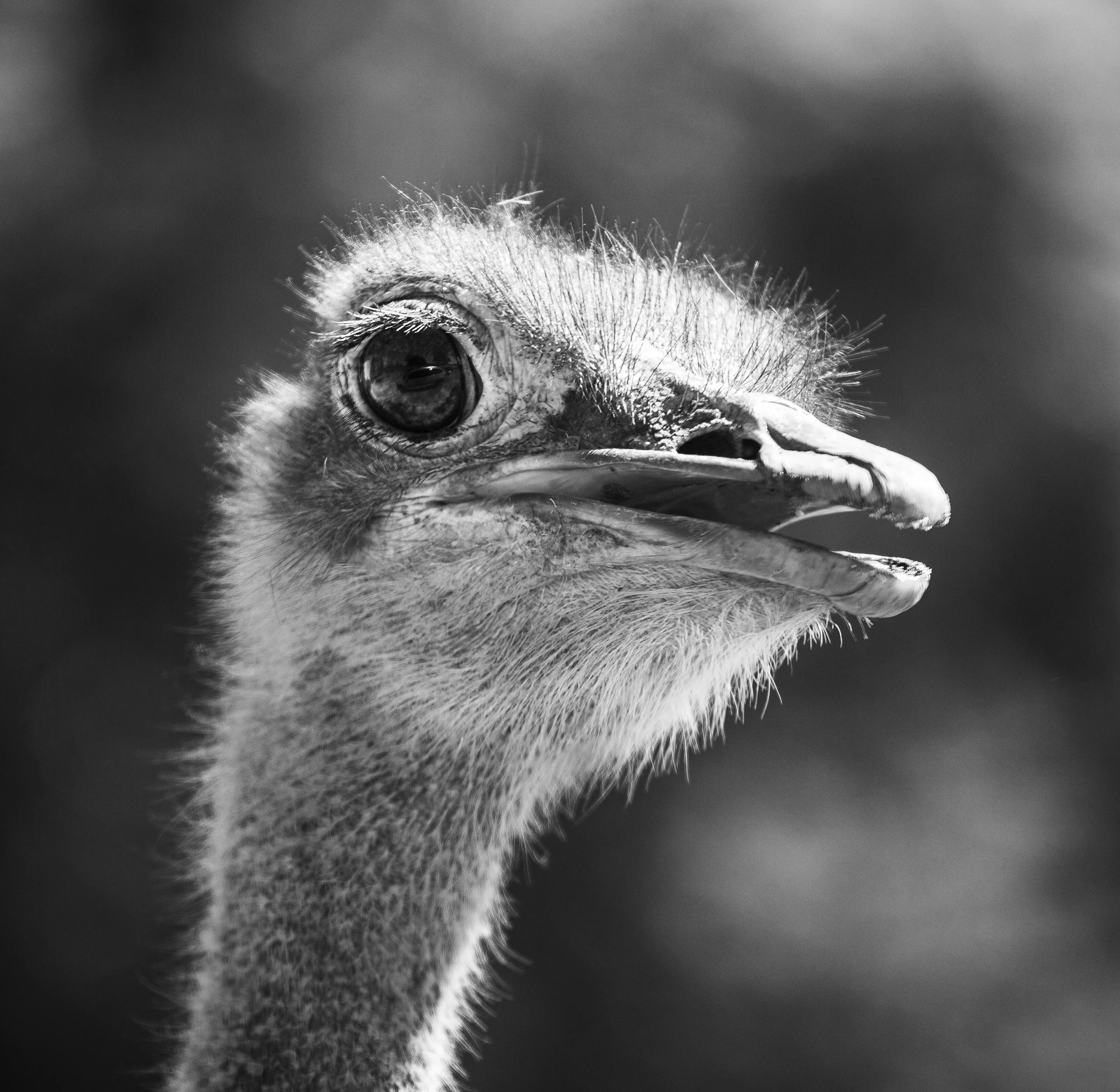 Ostrich on the Lookout