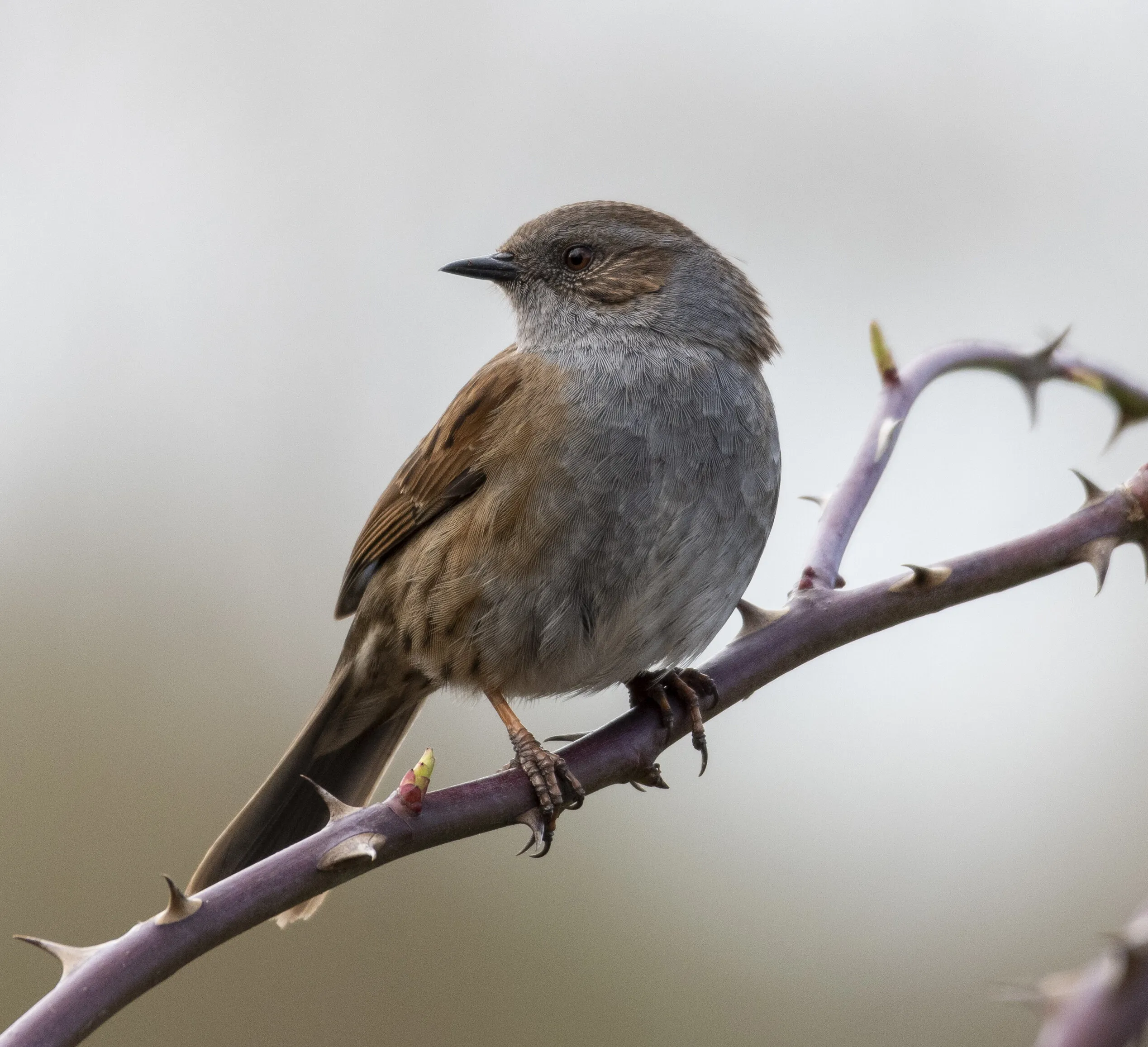 Dunnock
