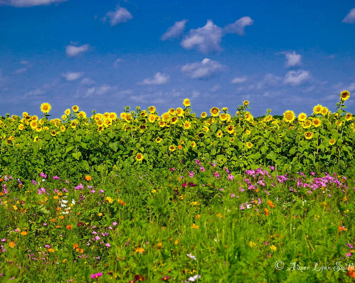 Sunflowers and Wildflowers