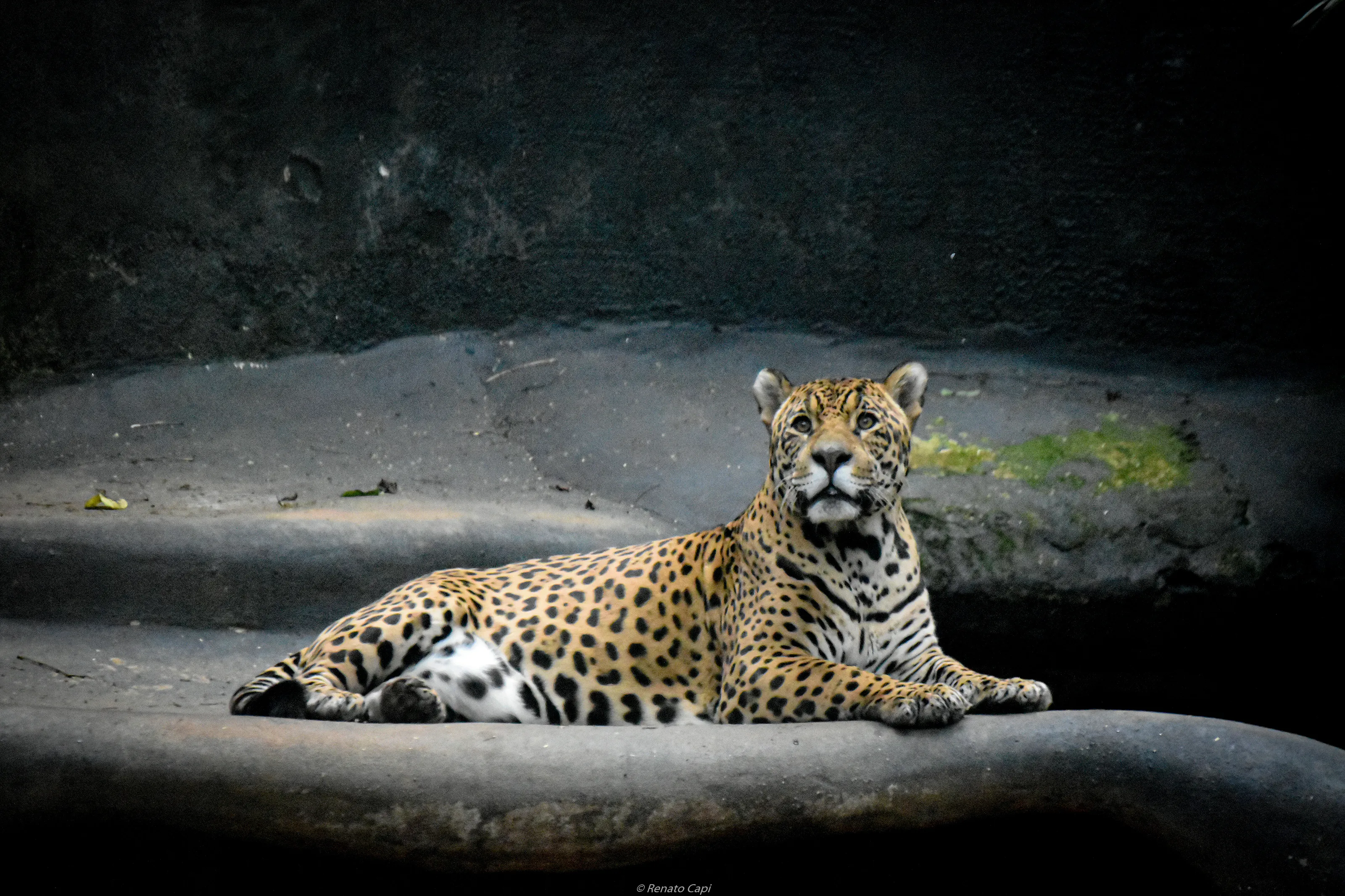 Jaguar