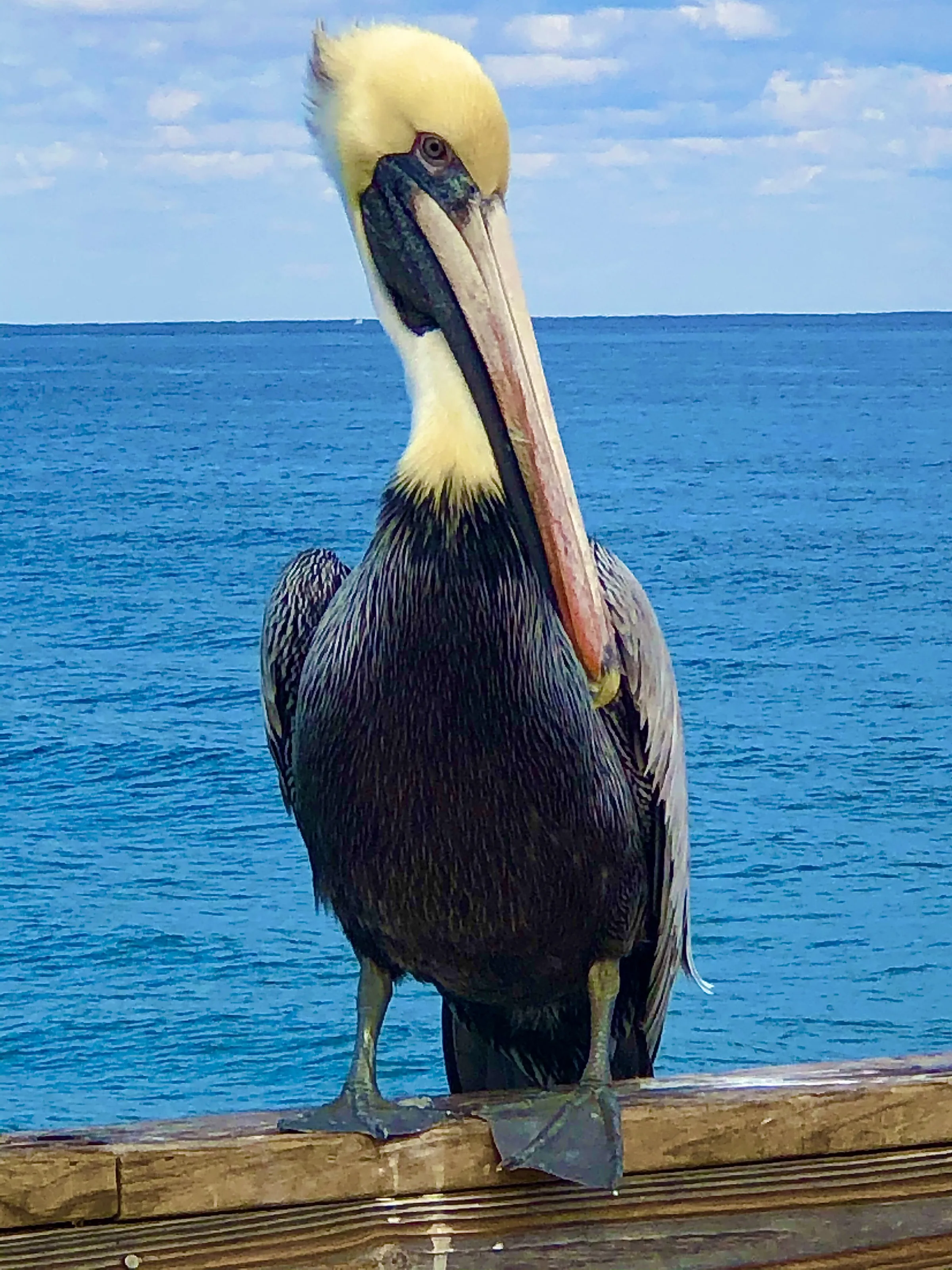 Pelican