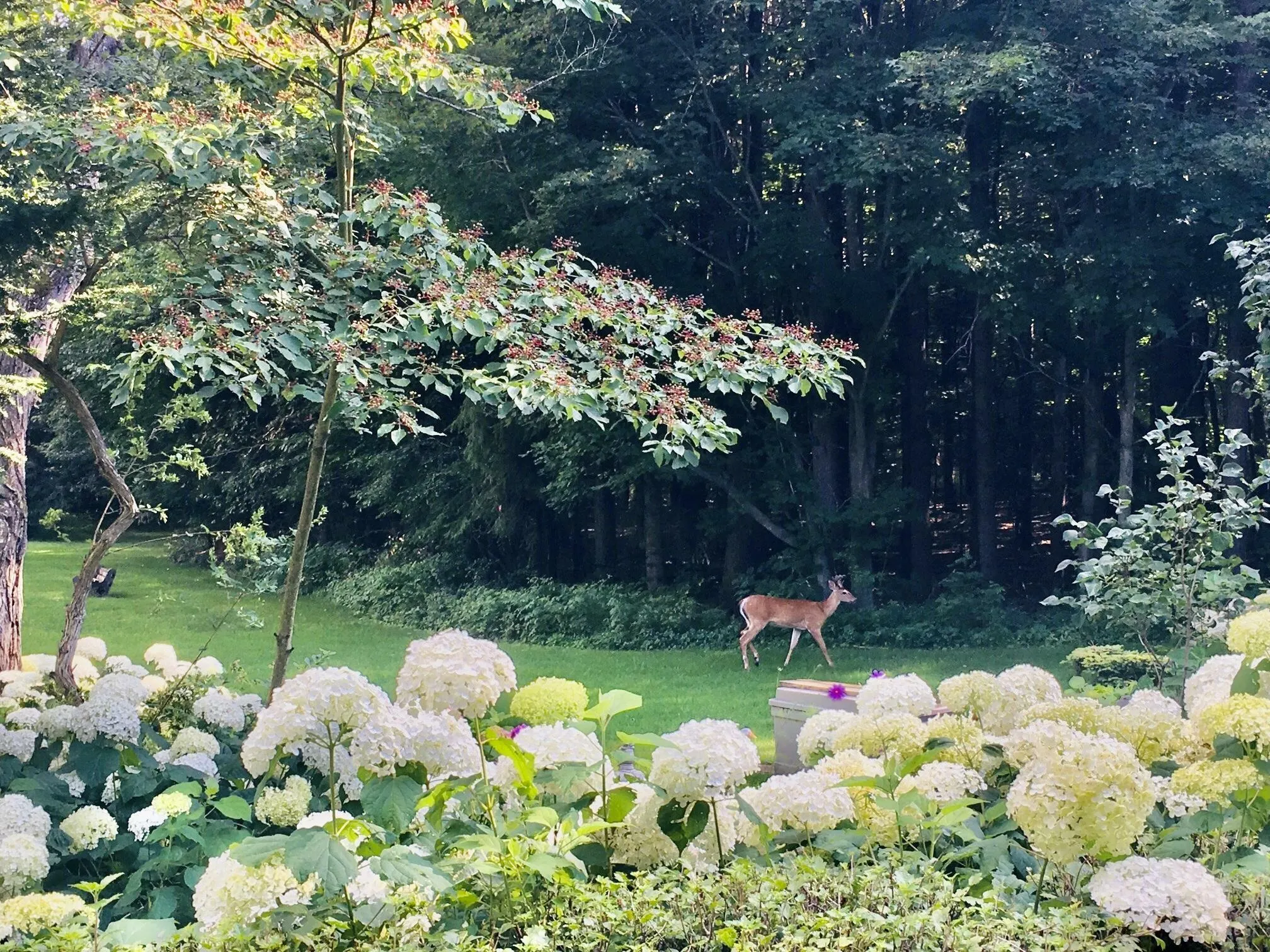 The beauty of wildlife