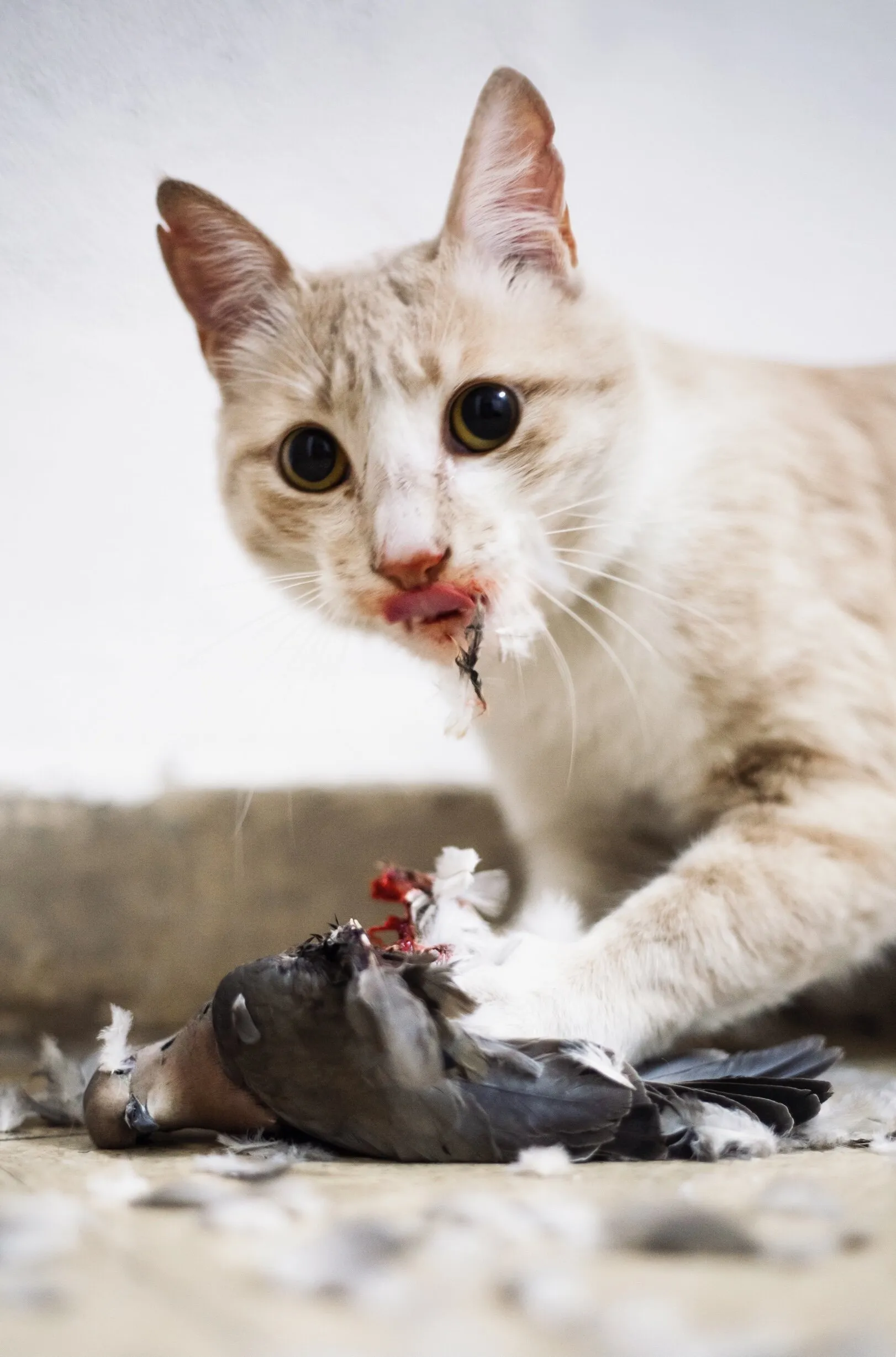 A cat is a cat