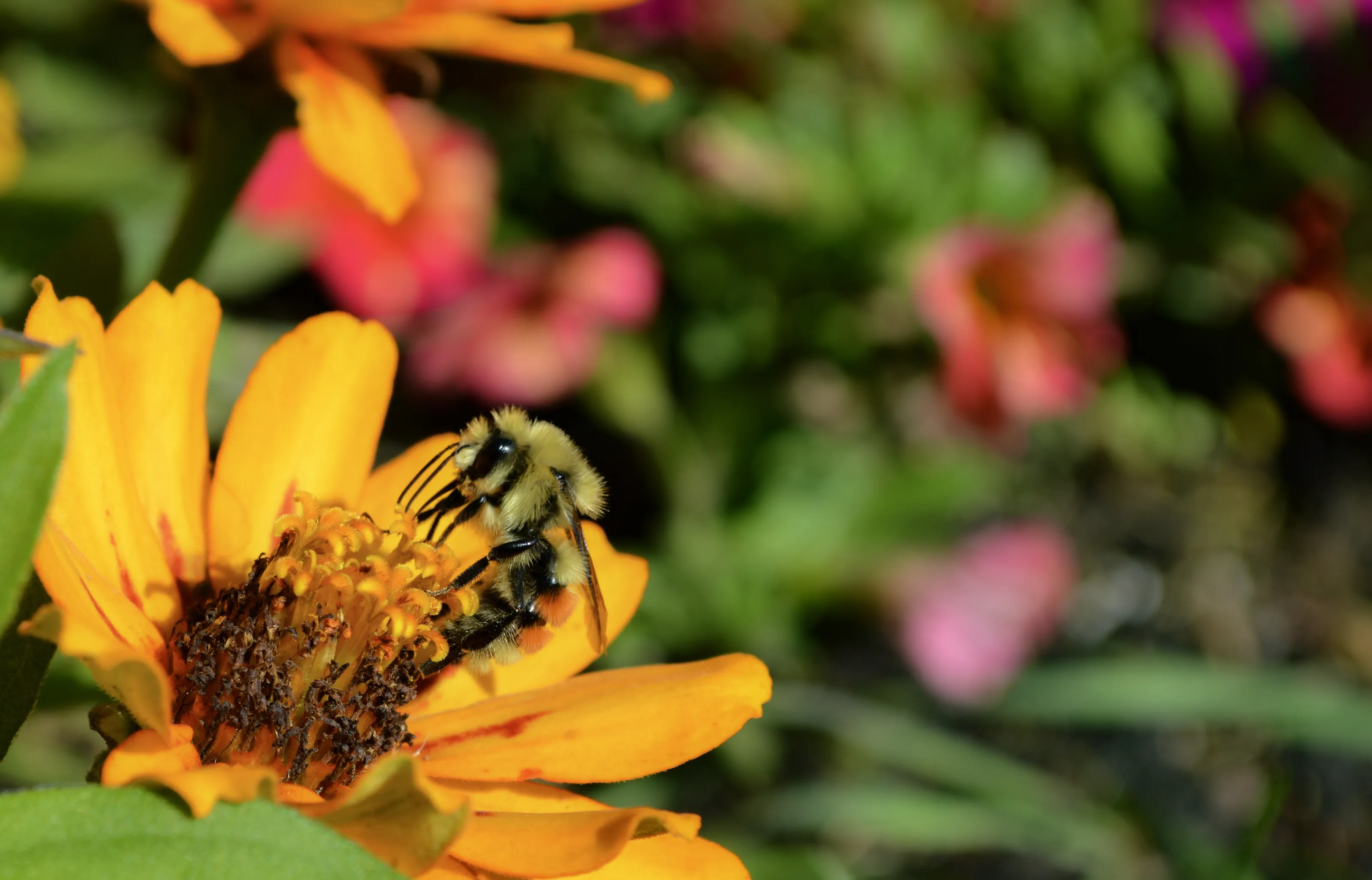 Busy Bee