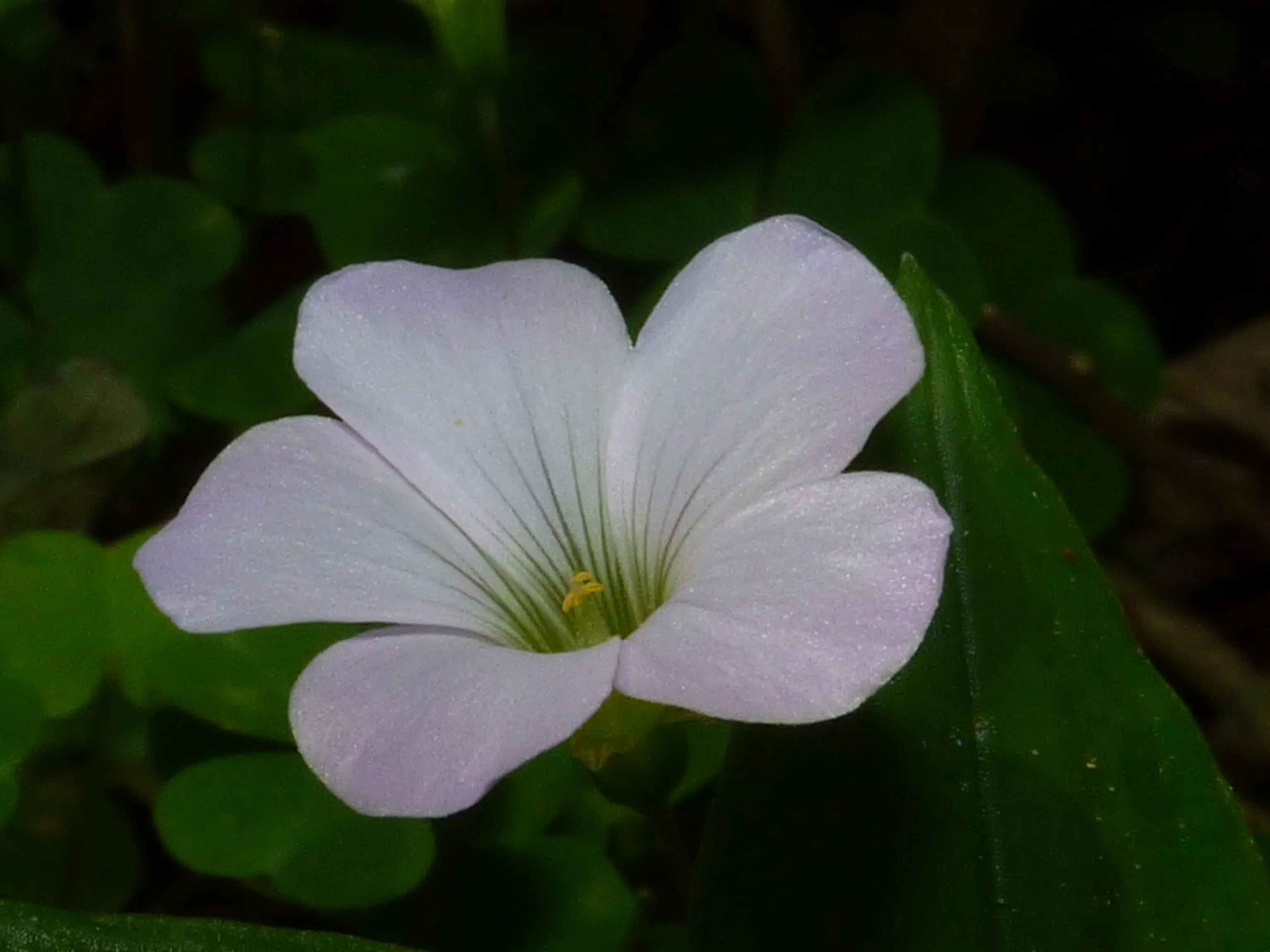 Flower nestled between clovers
