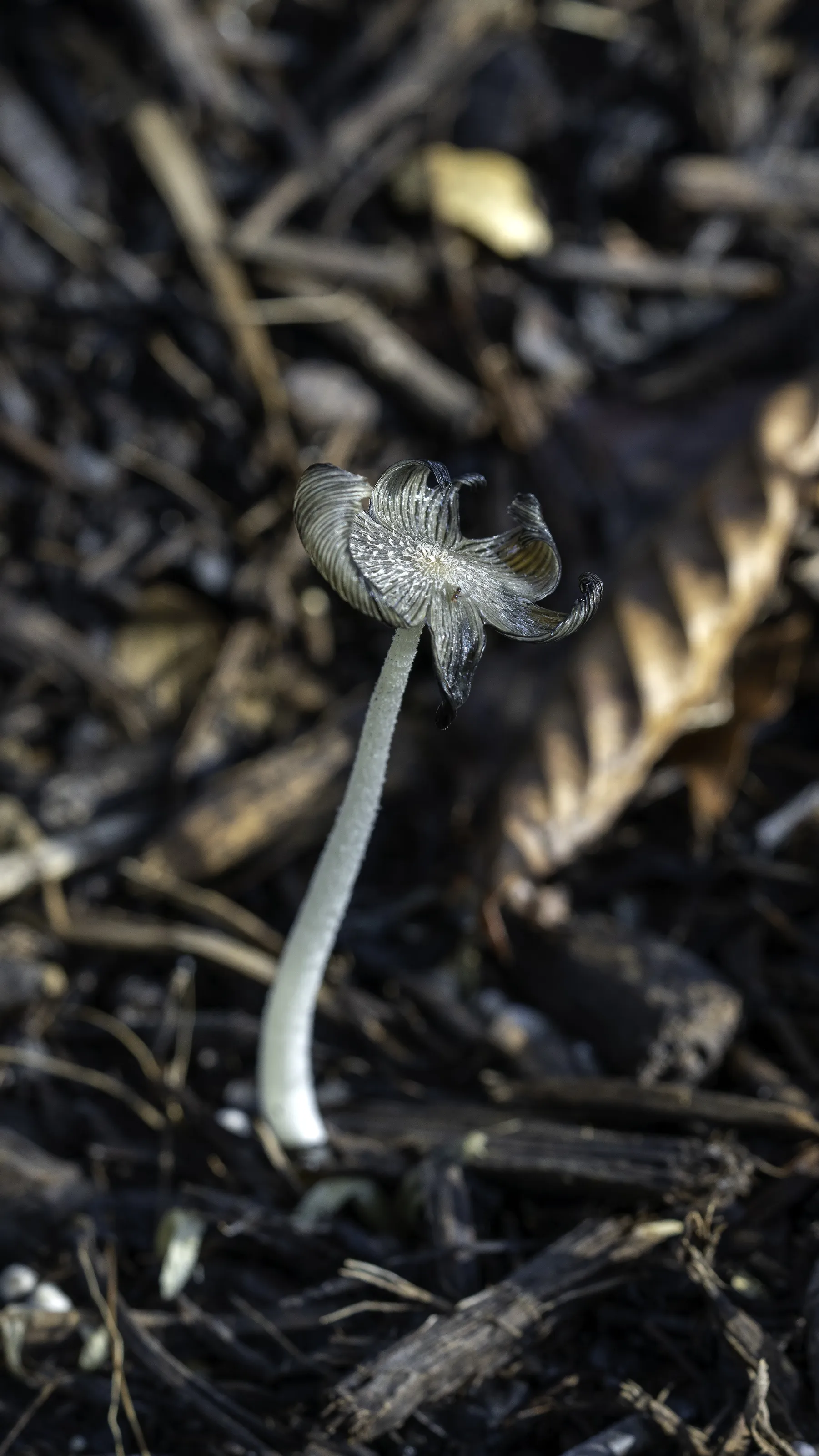 Haresfoot Inkcap Fungus