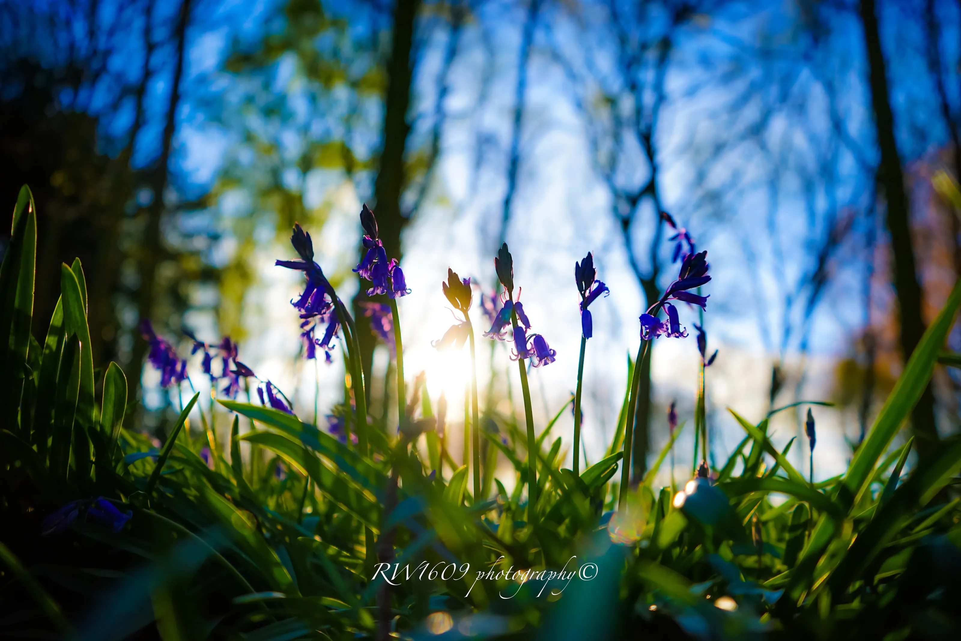 Bluebells in Spring