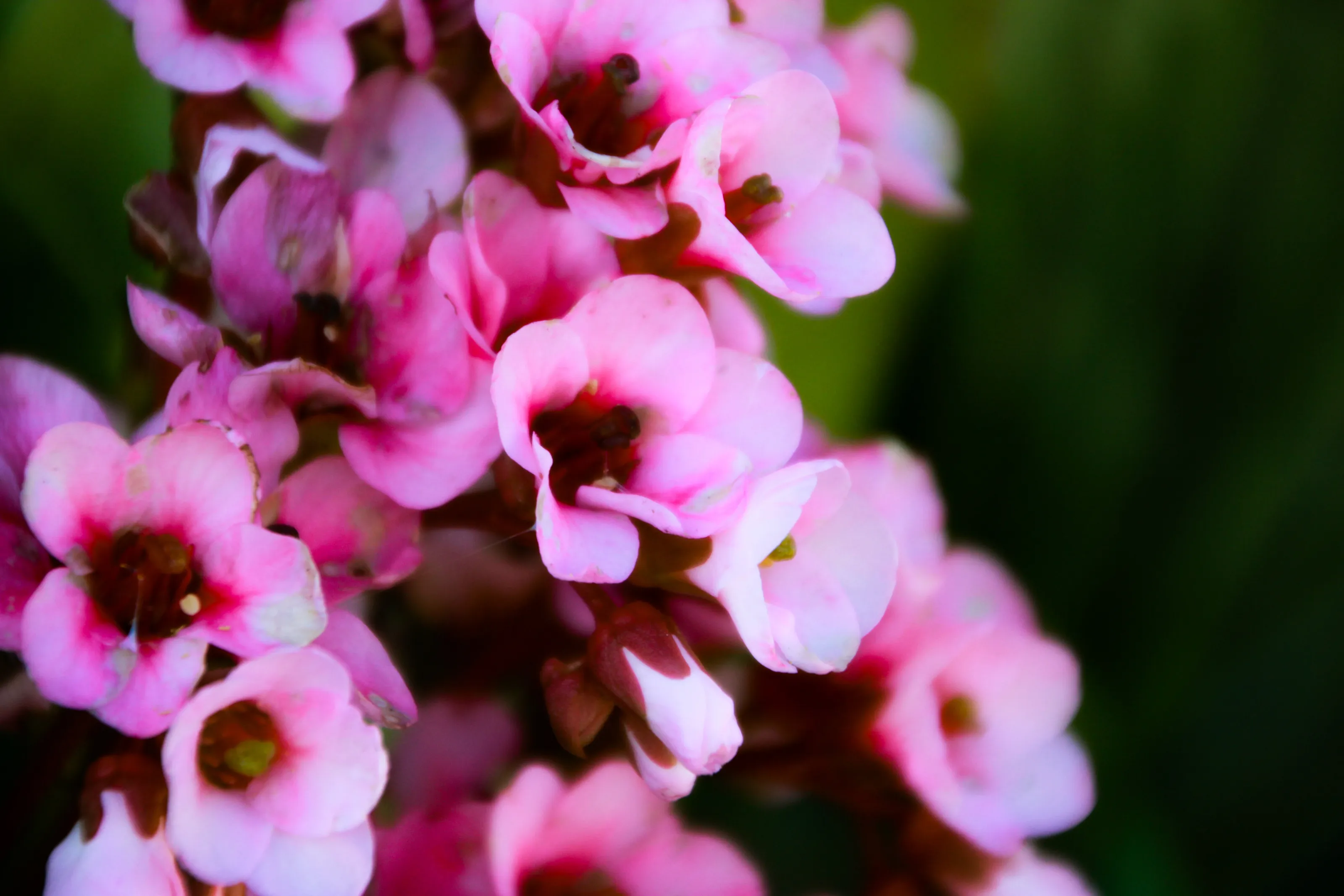 Pink Flowers