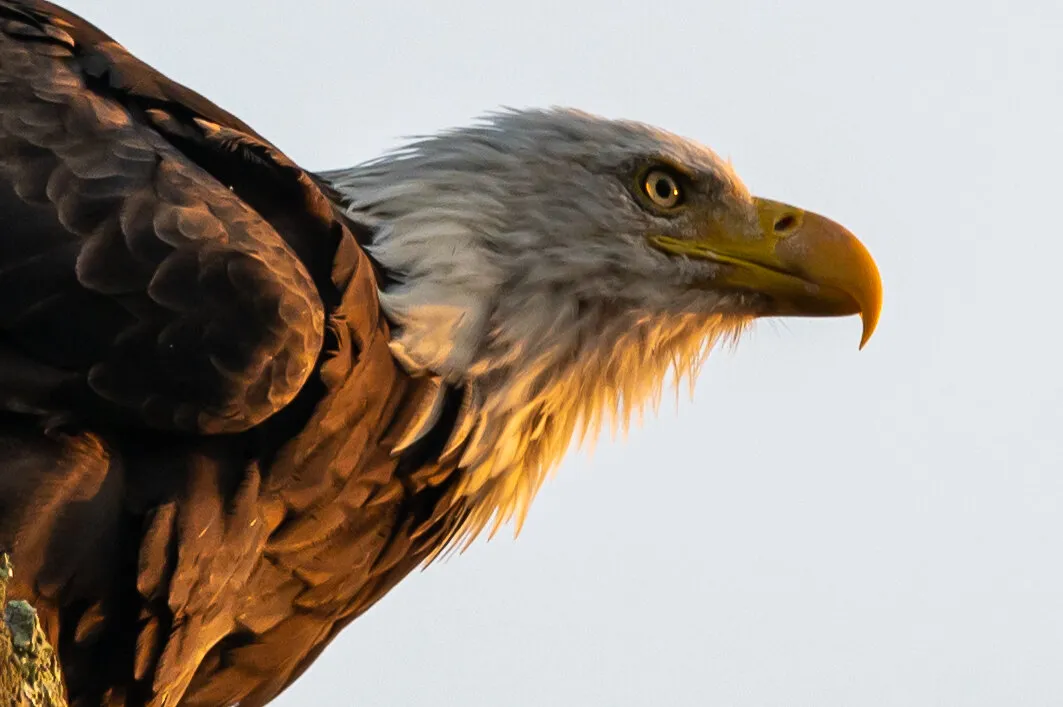 Bald Eagle at morning light