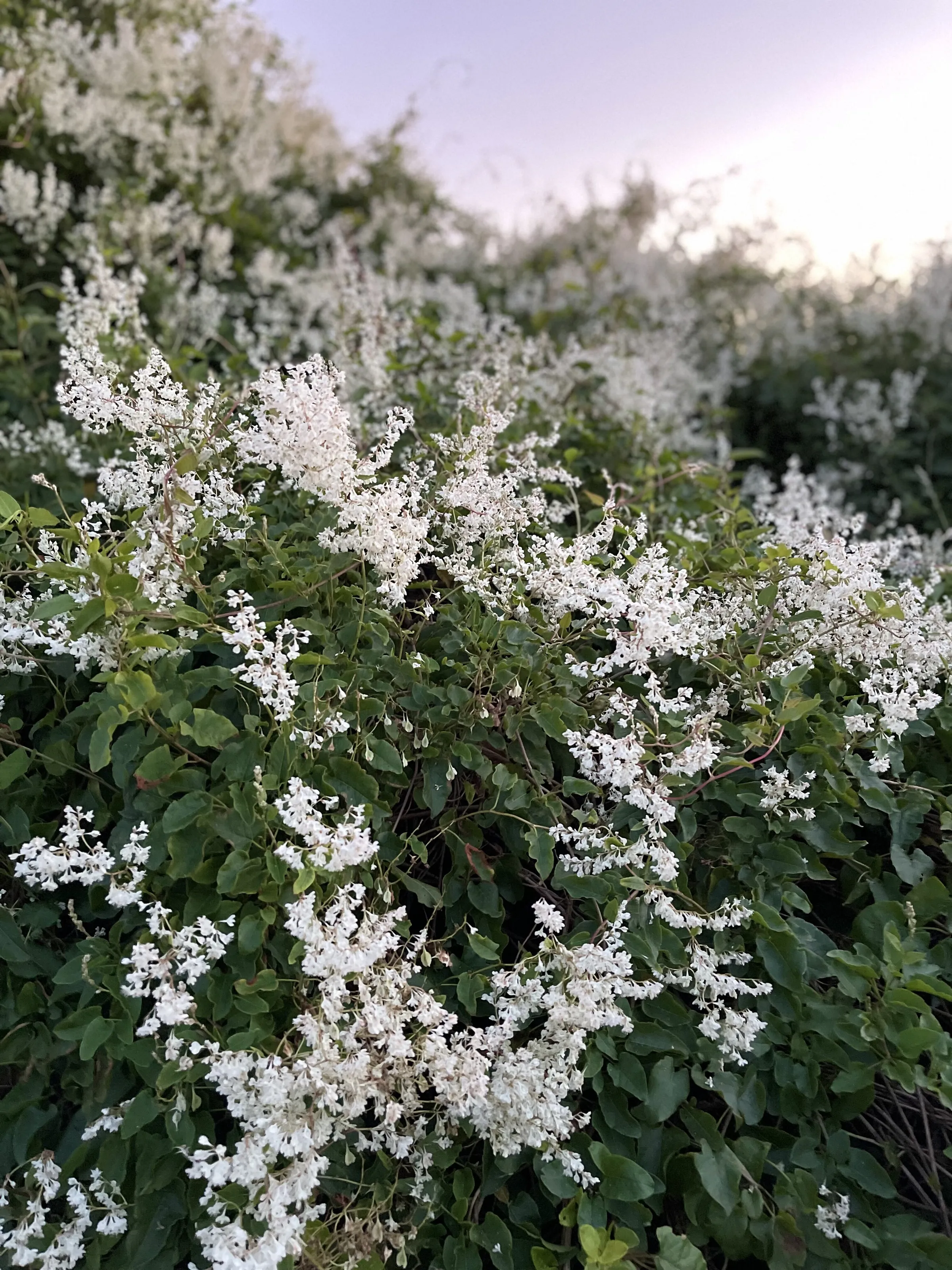 Speckles