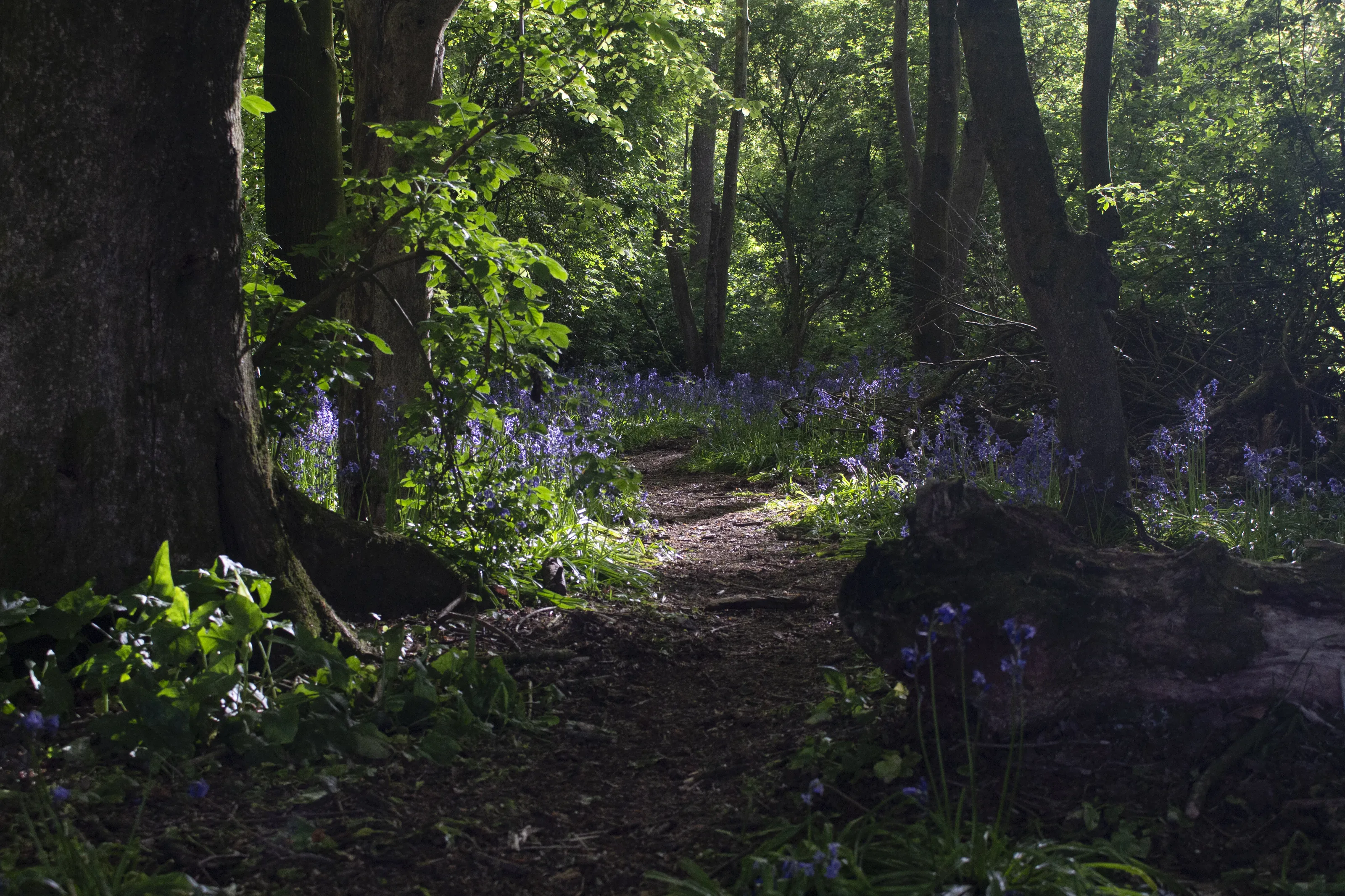 Oxford Island Bluebells