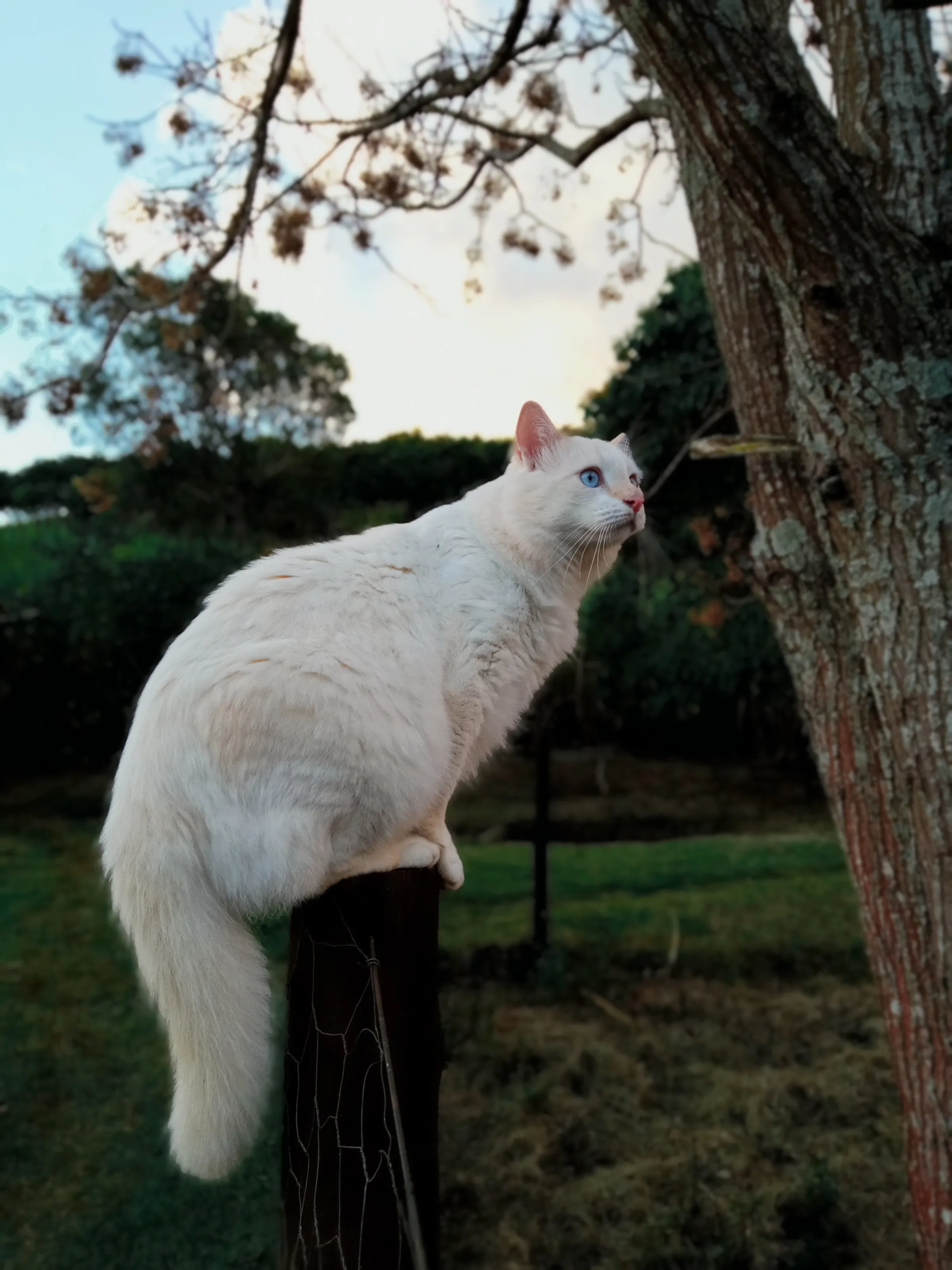 White Cat