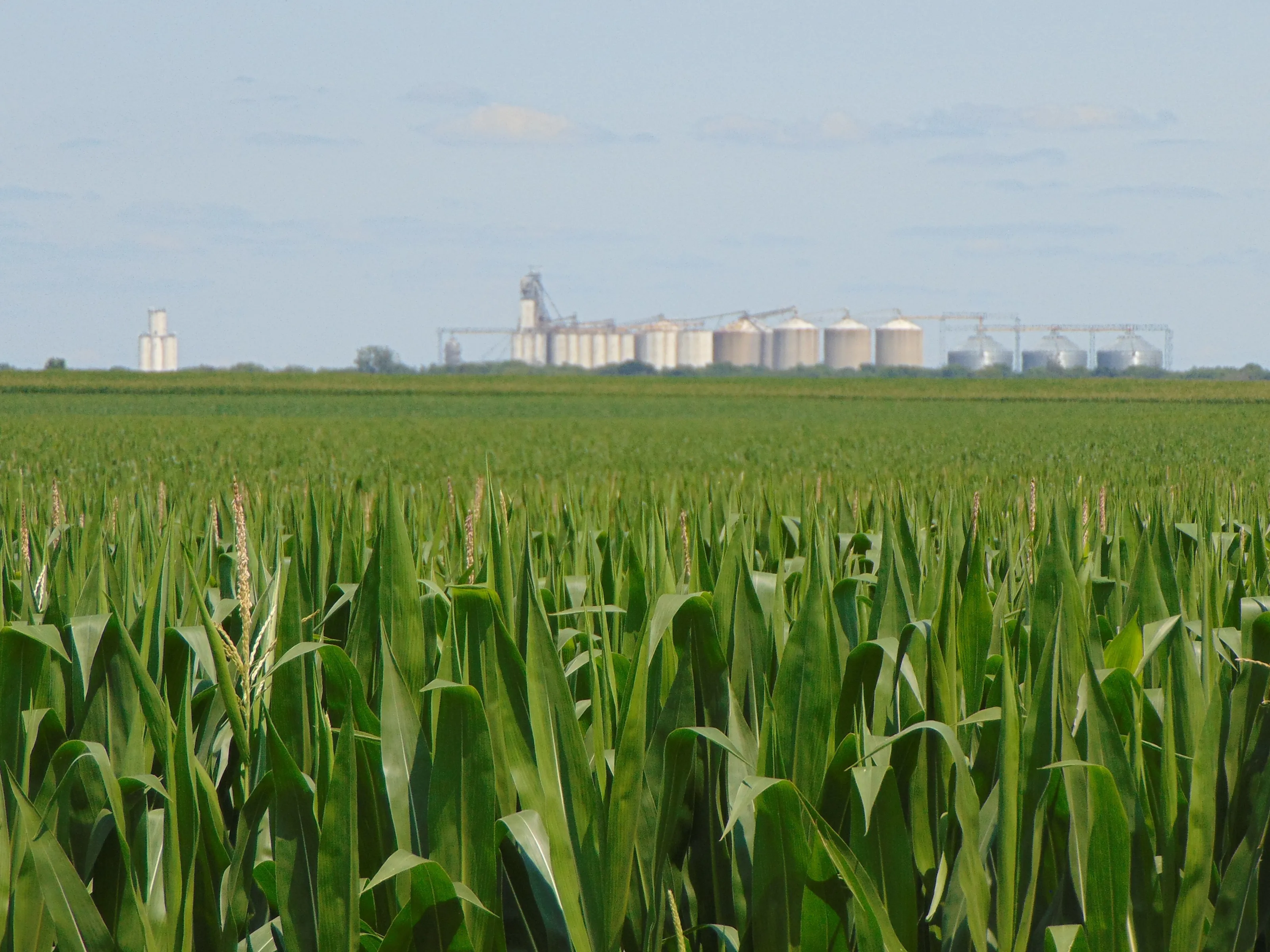 Iowa home of tall corn
