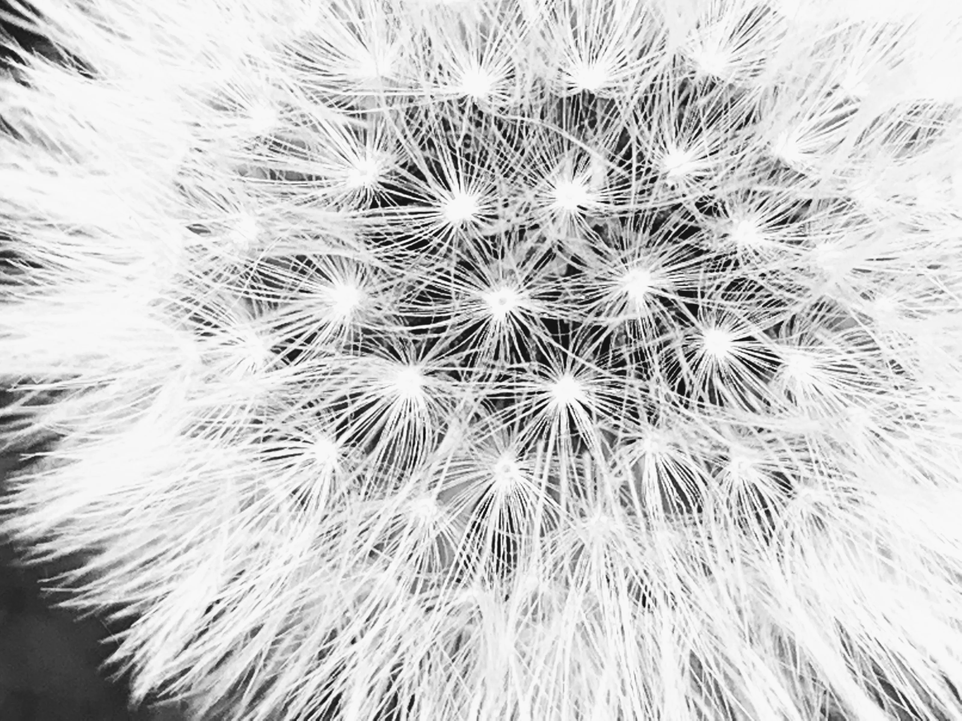 Just dandy
