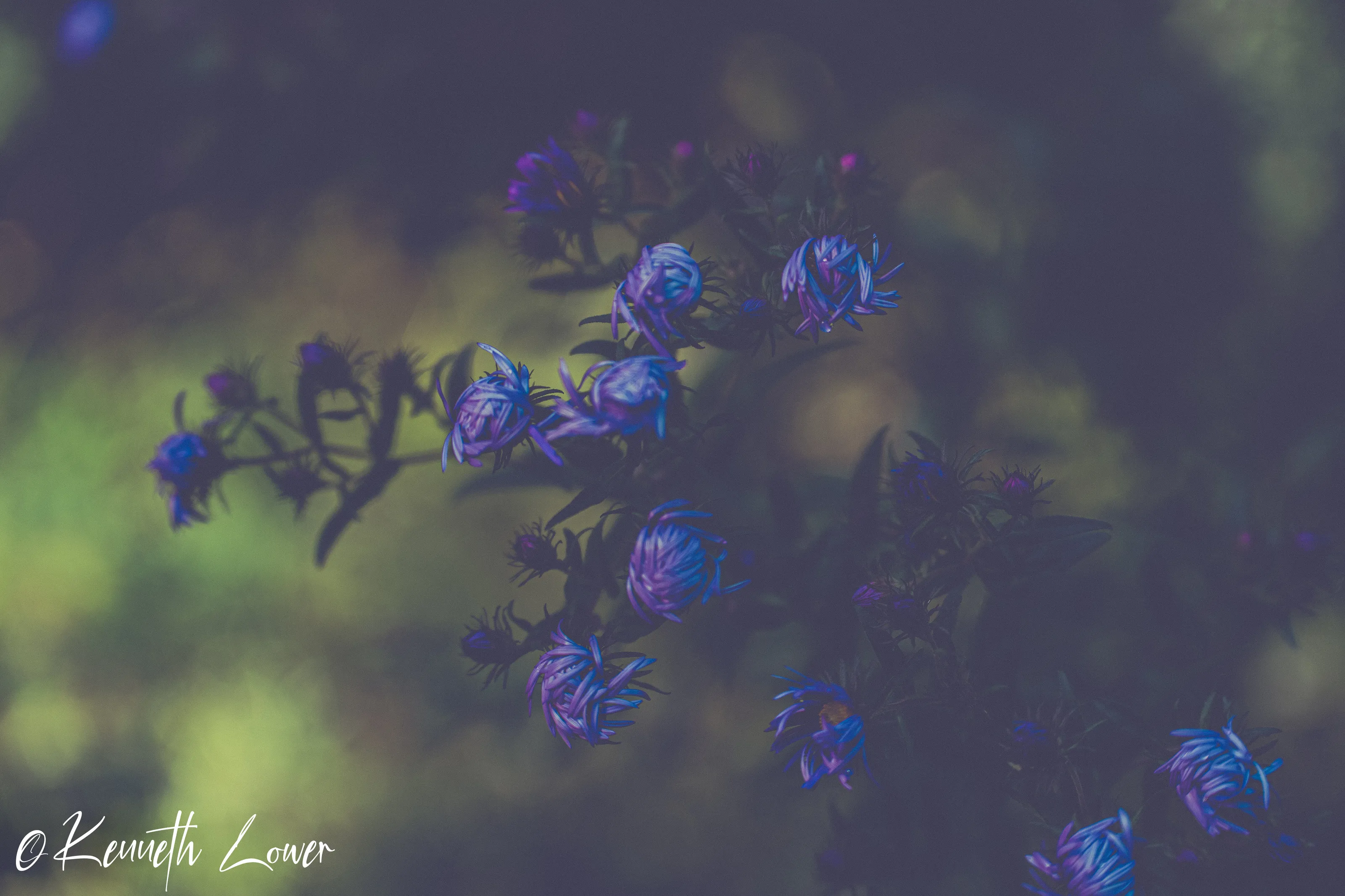 Faded Purple