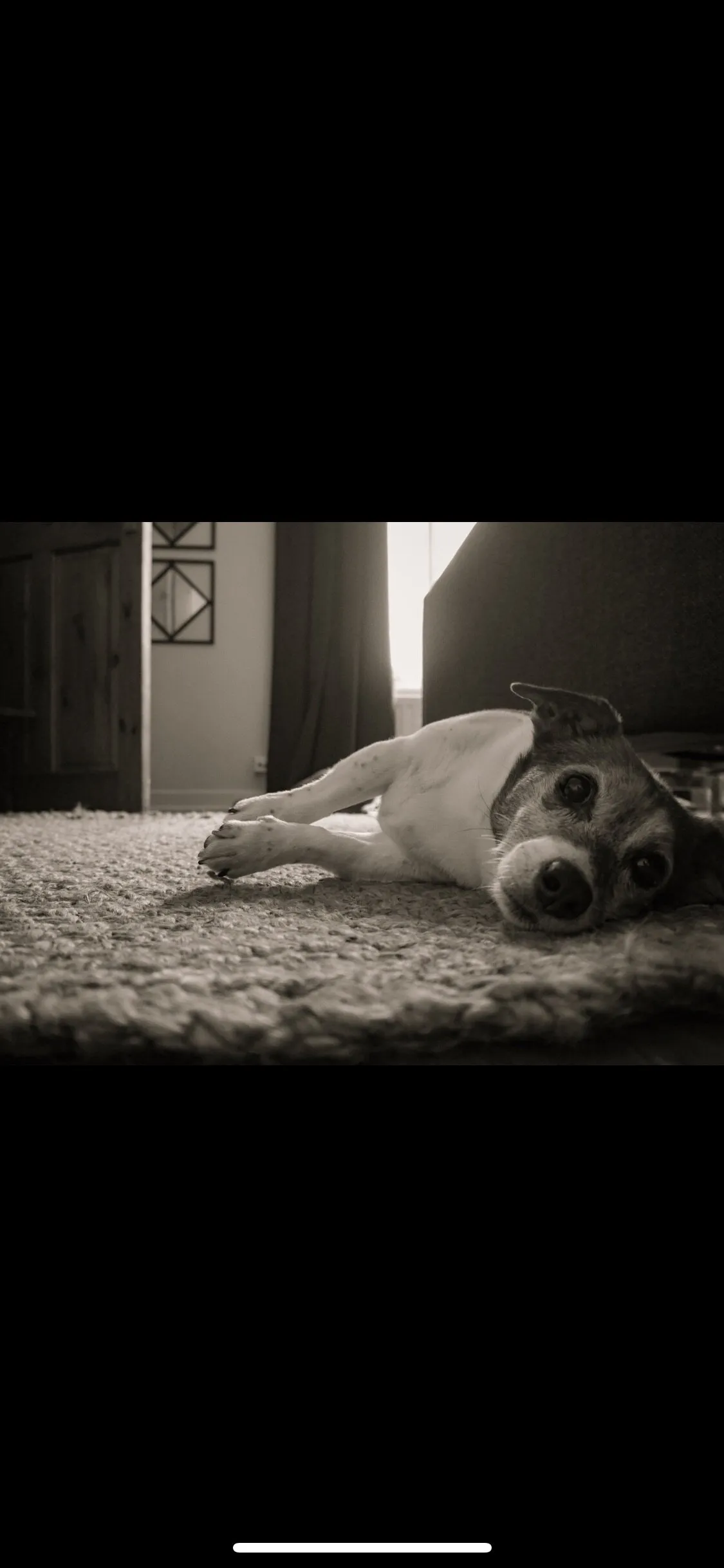 Lazy dog