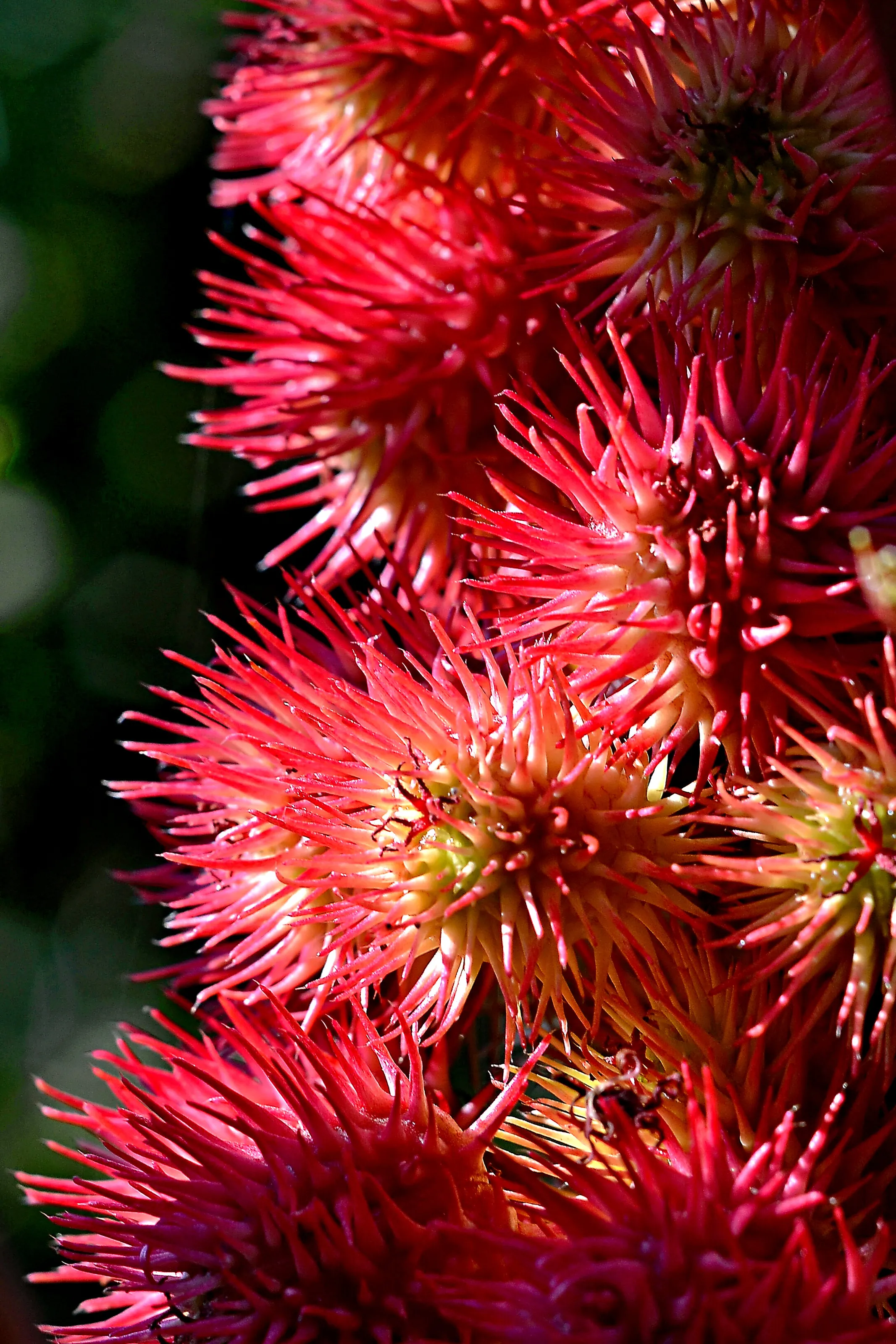 Castor bean plant