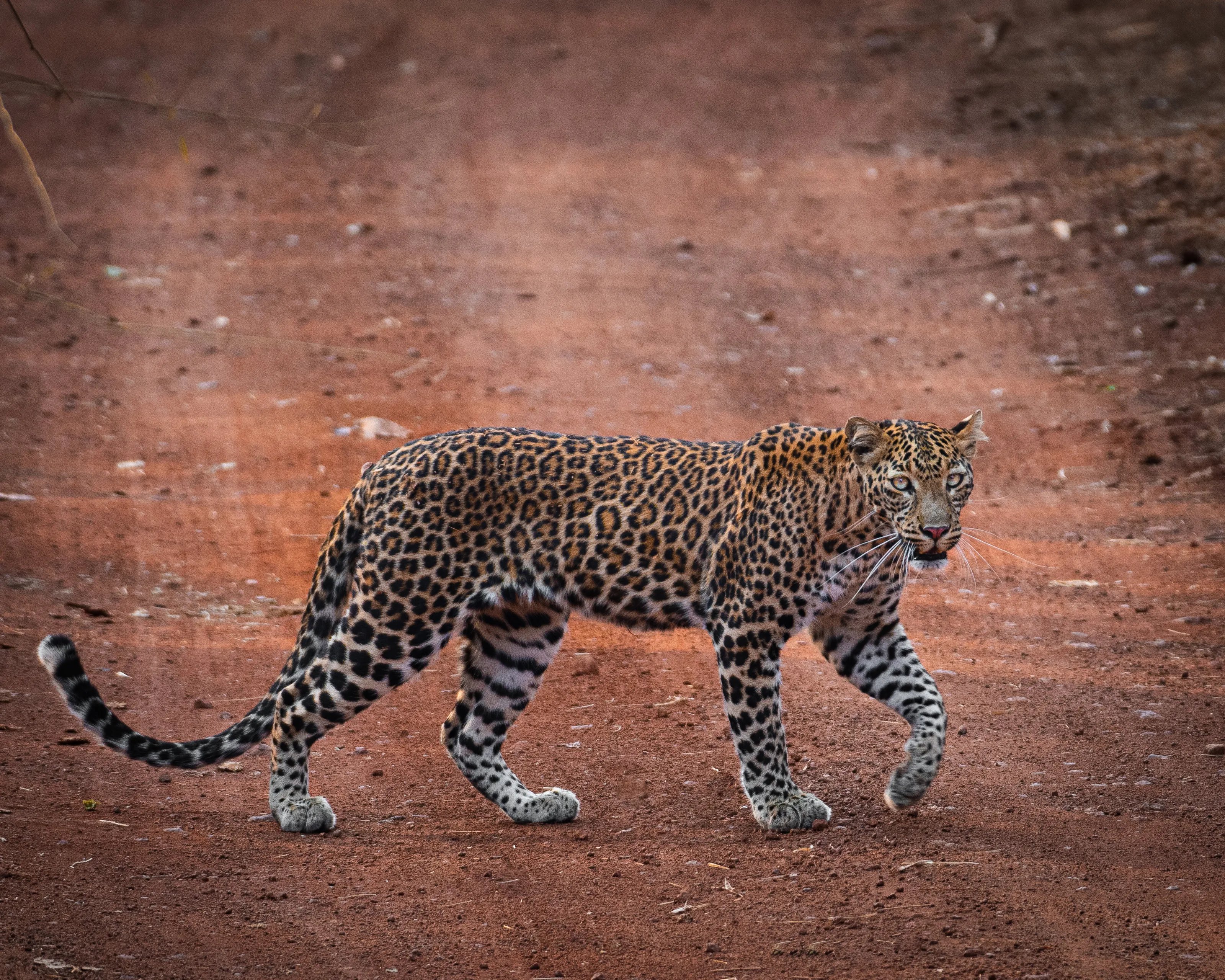 The Leopard’s Stare
