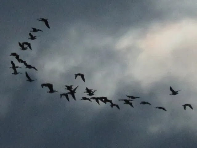 Birds in sync