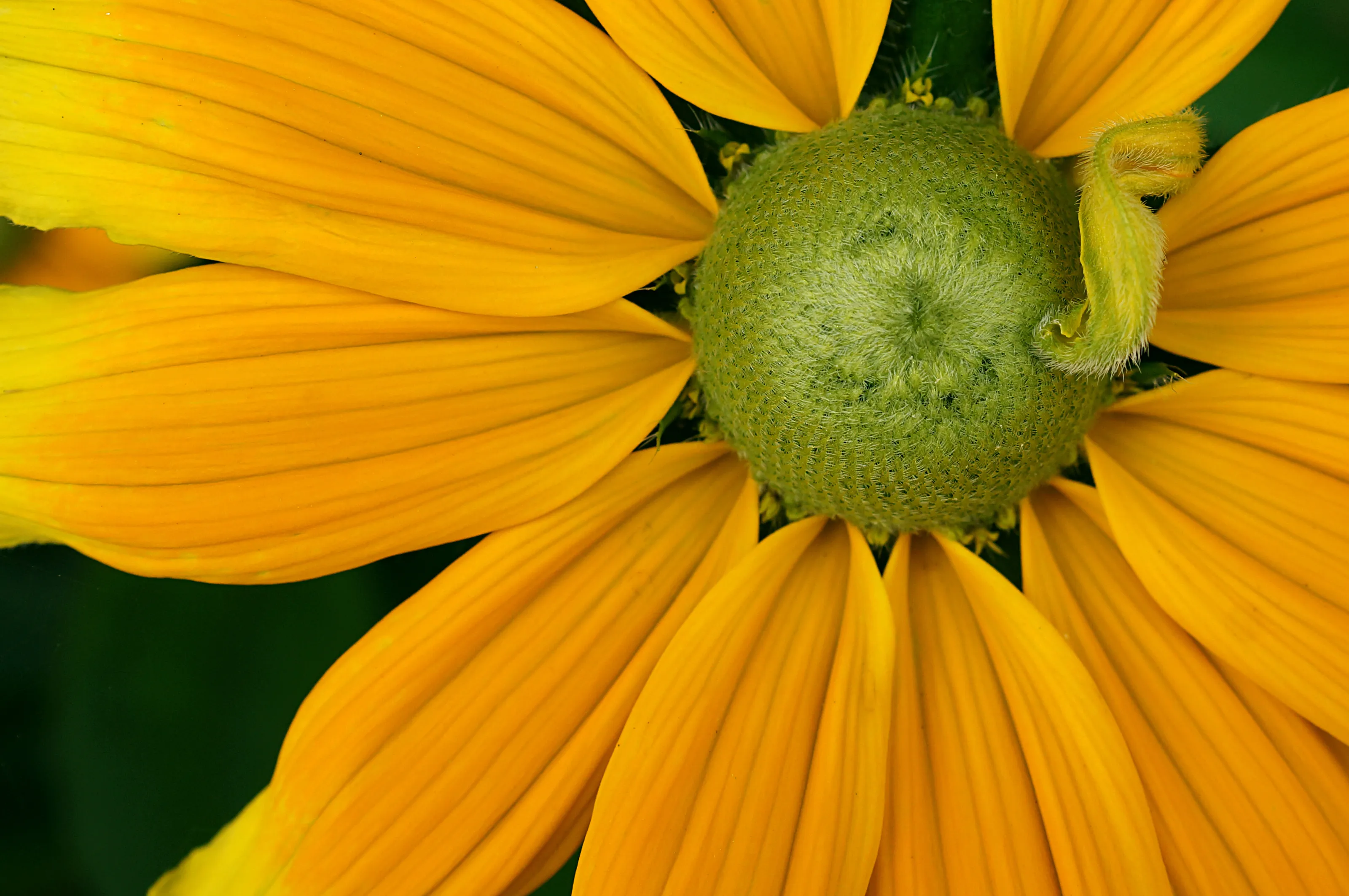 Rudbeckia