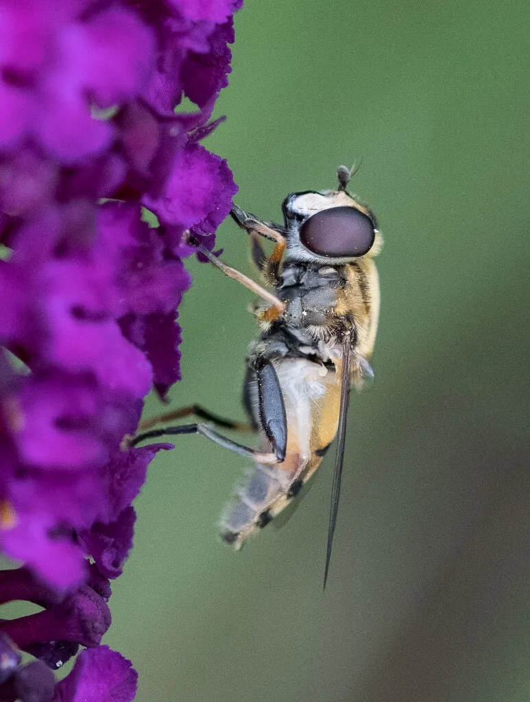 Hover fly on Buddleia