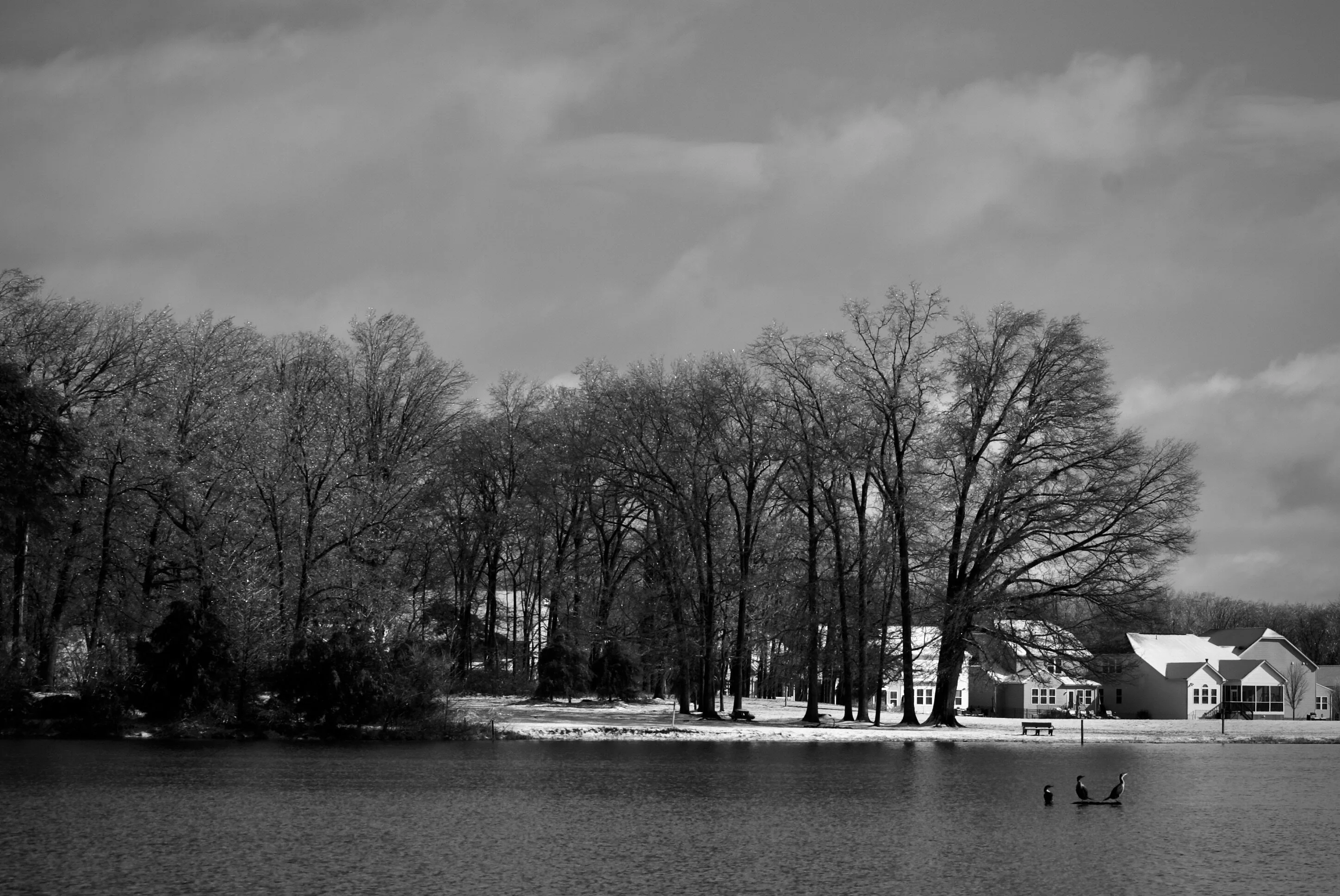 3 Birdateers but Black and White