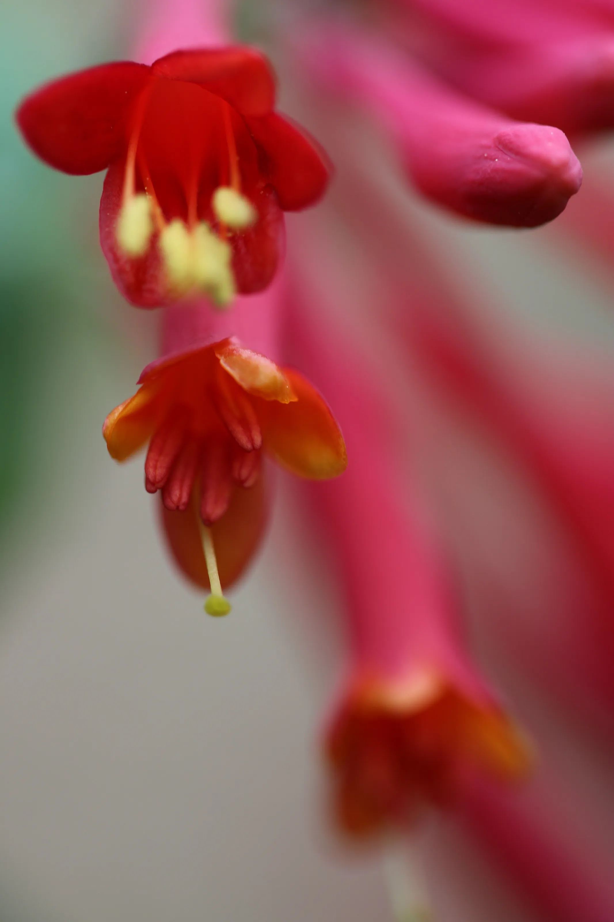 Honeysuckle