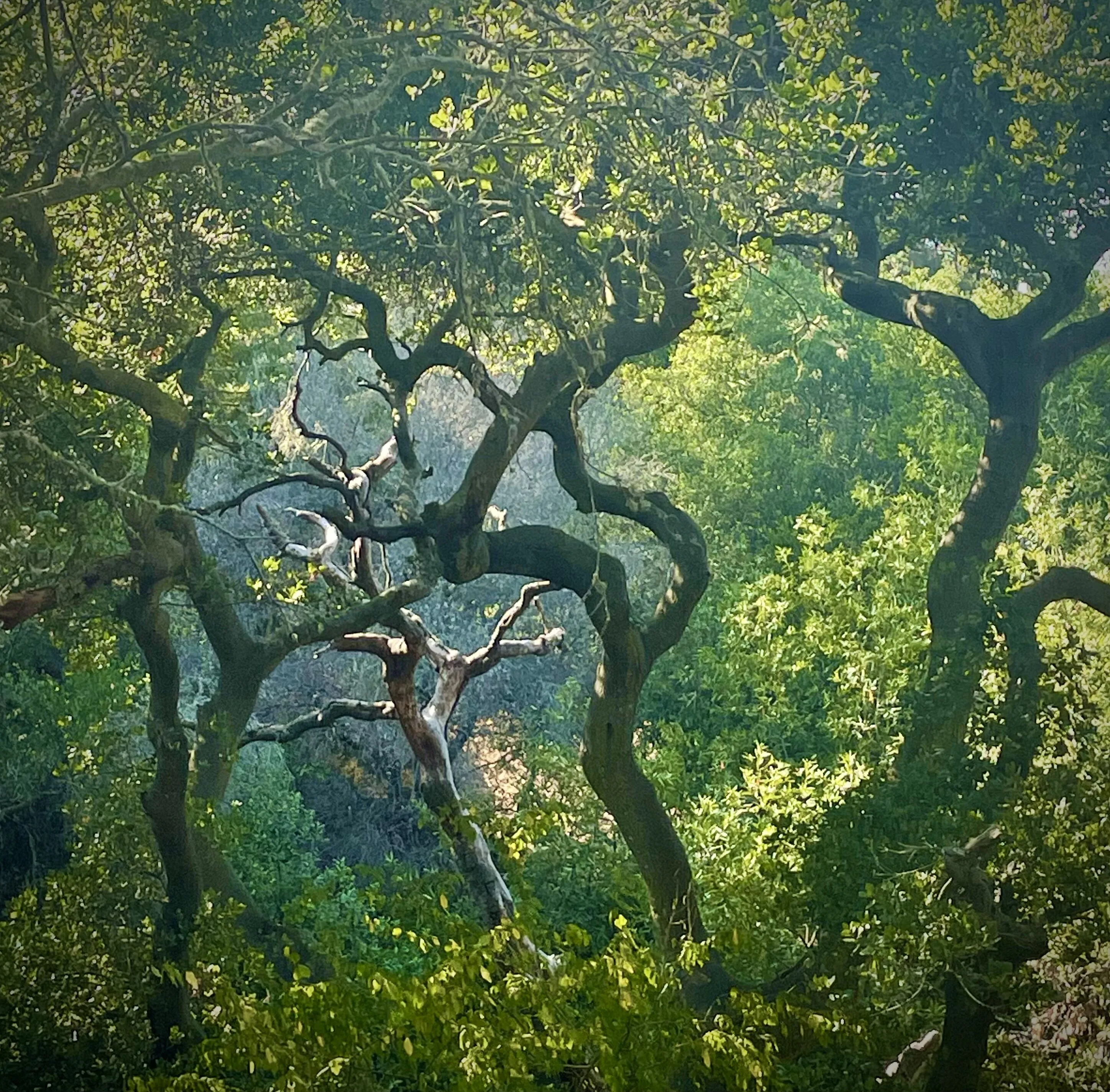 Oakwood Forest